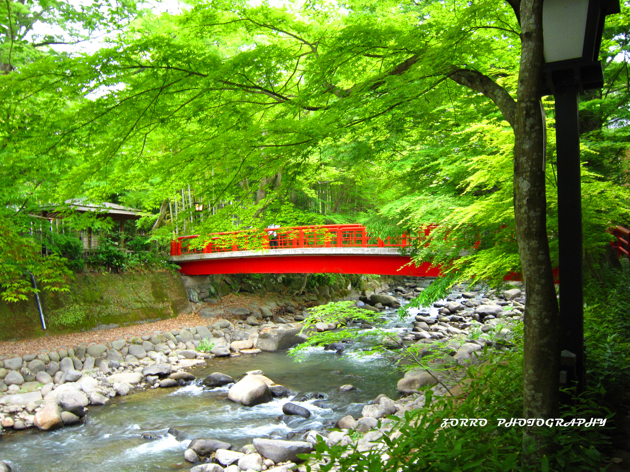 Canon PowerShot SD980 IS (Digital IXUS 200 IS / IXY Digital 930 IS) sample photo. Red bridge in green bamboo woods photography