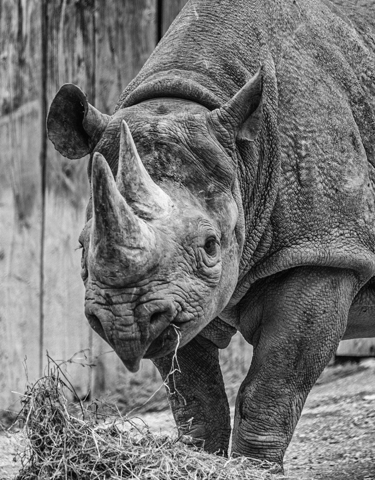 Sigma 150-500mm F5-6.3 DG OS HSM sample photo. Rhinoceros photography