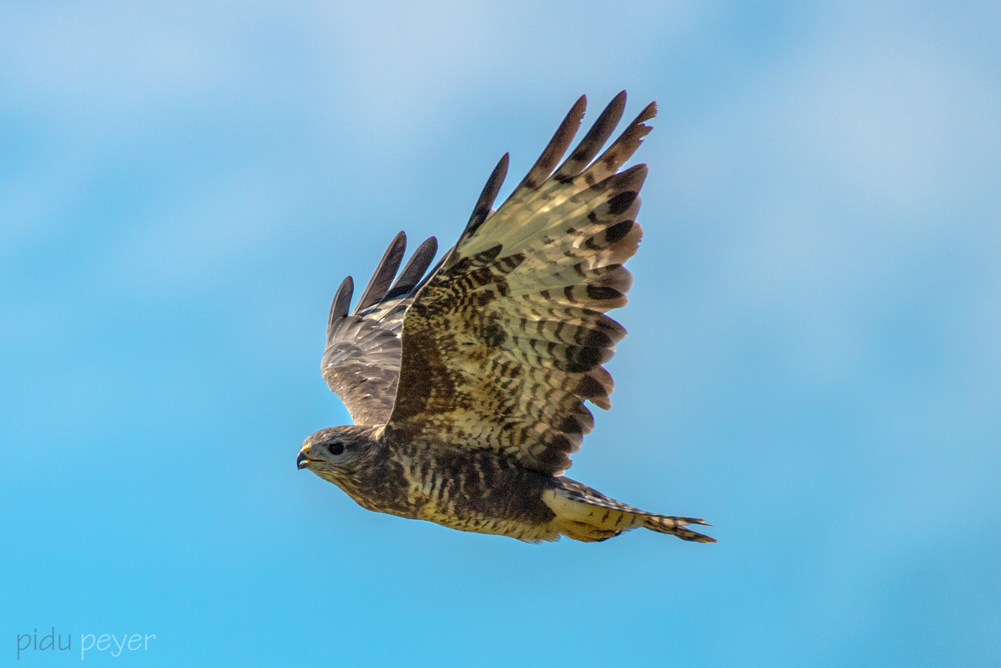 Nikon AF-S Nikkor 200-500mm F5.6E ED VR sample photo. Bird of the day photography