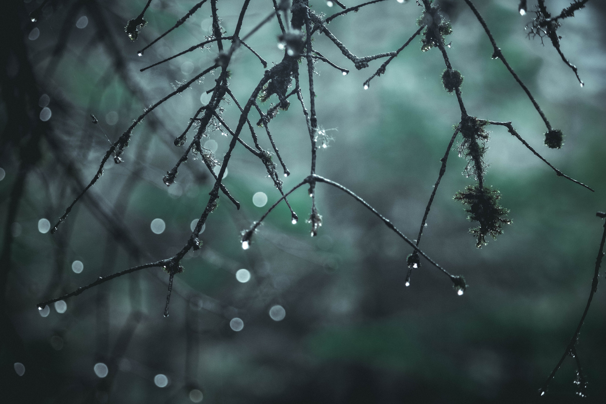 Canon EF-S 55-250mm F4-5.6 IS sample photo. Raindrops photography