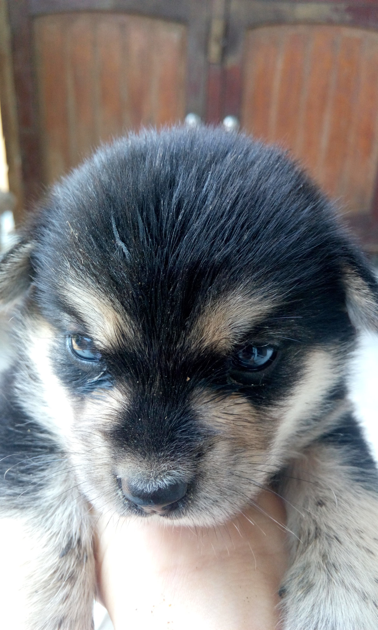 HTC DESIRE 816G DUAL SIM sample photo. Super cool dog ;) photography