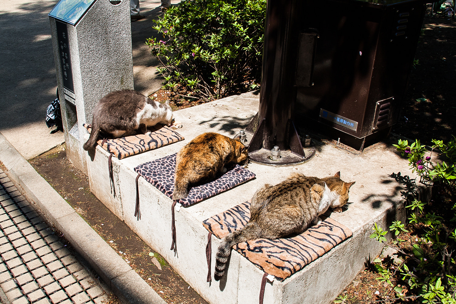 Canon EOS 450D (EOS Rebel XSi / EOS Kiss X2) sample photo. 江ノ島猫 photography