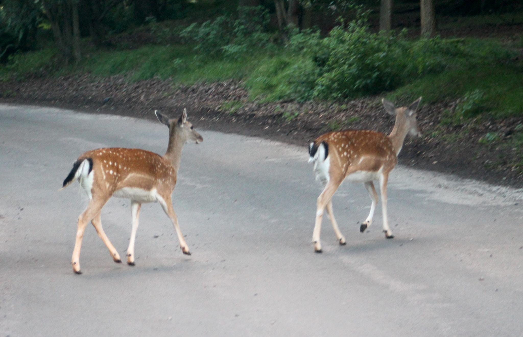 Canon EF75-300mm f/4-5.6 sample photo. Carefree fallow deer fawns crossing a quiet forrest road to forage in the trees photography