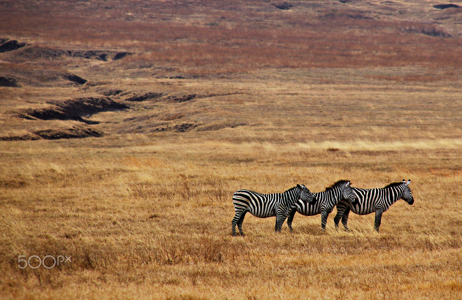Sigma 18-200mm f/3.5-6.3 DC OS sample photo. Zebras photography