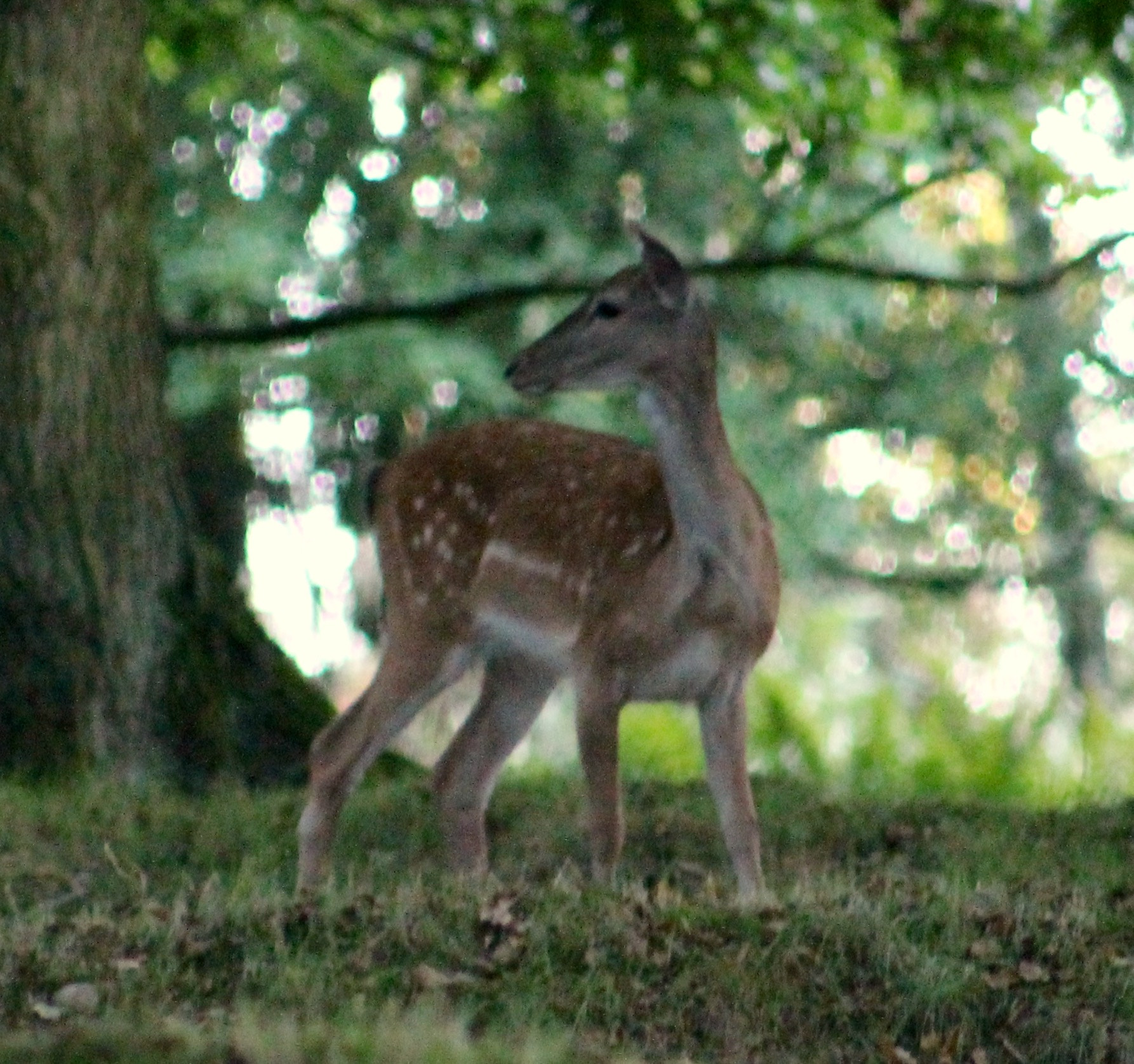 Canon EF75-300mm f/4-5.6 sample photo. Fallow deer fawn alert to potential danger in the forrest photography