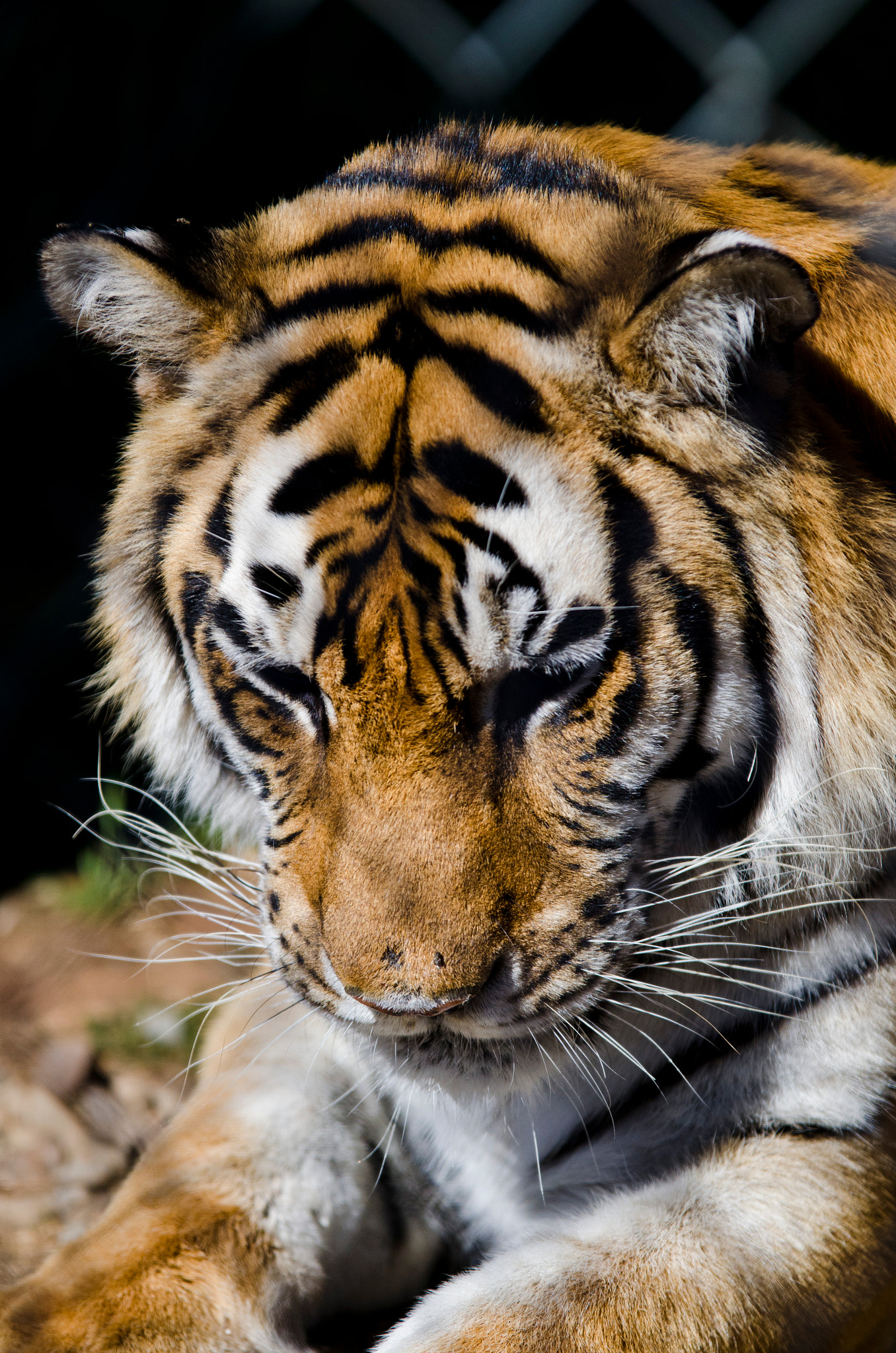 Sigma 70-200mm F2.8 EX DG OS HSM sample photo. I was lucky to get this shot, he never looked up for me to get his eyes. photography