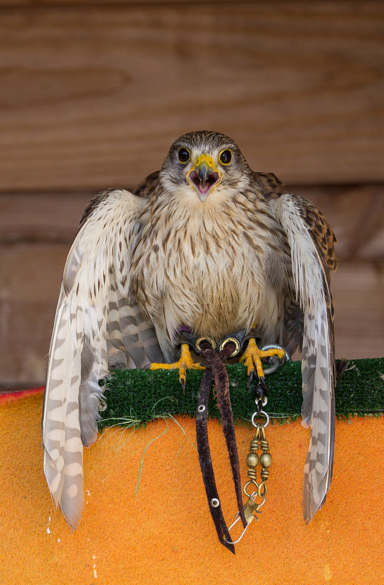 Canon EF-S 55-250mm F4-5.6 IS STM sample photo. Spectacle fauconnerie rochebaron photography