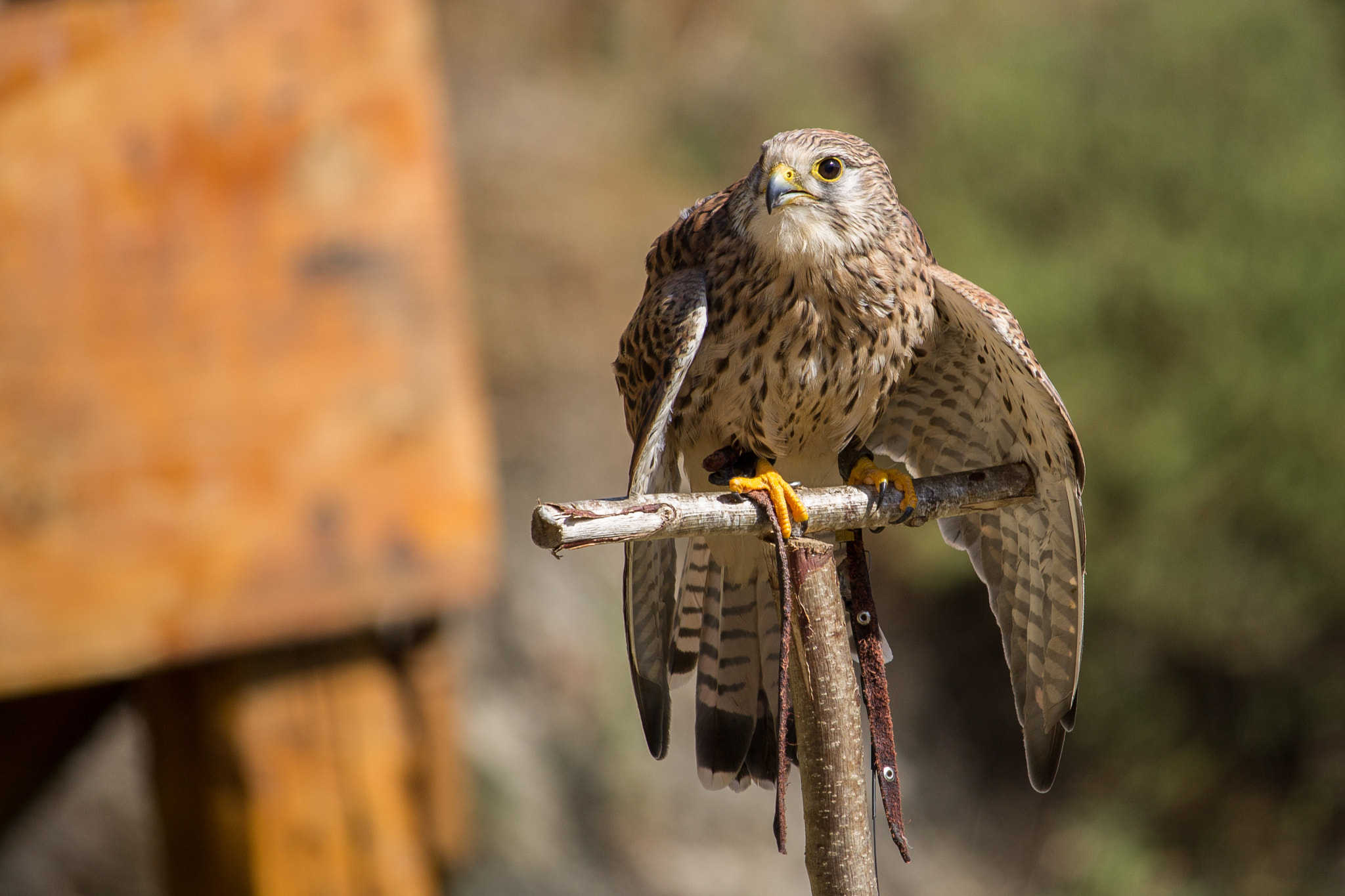 Canon EF-S 55-250mm F4-5.6 IS STM sample photo. Spectacle fauconnerie rochebaron photography