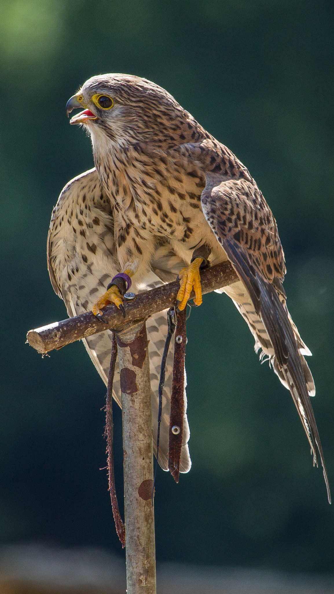 Canon EF-S 55-250mm F4-5.6 IS STM sample photo. Spectacle fauconnerie rochebaron photography