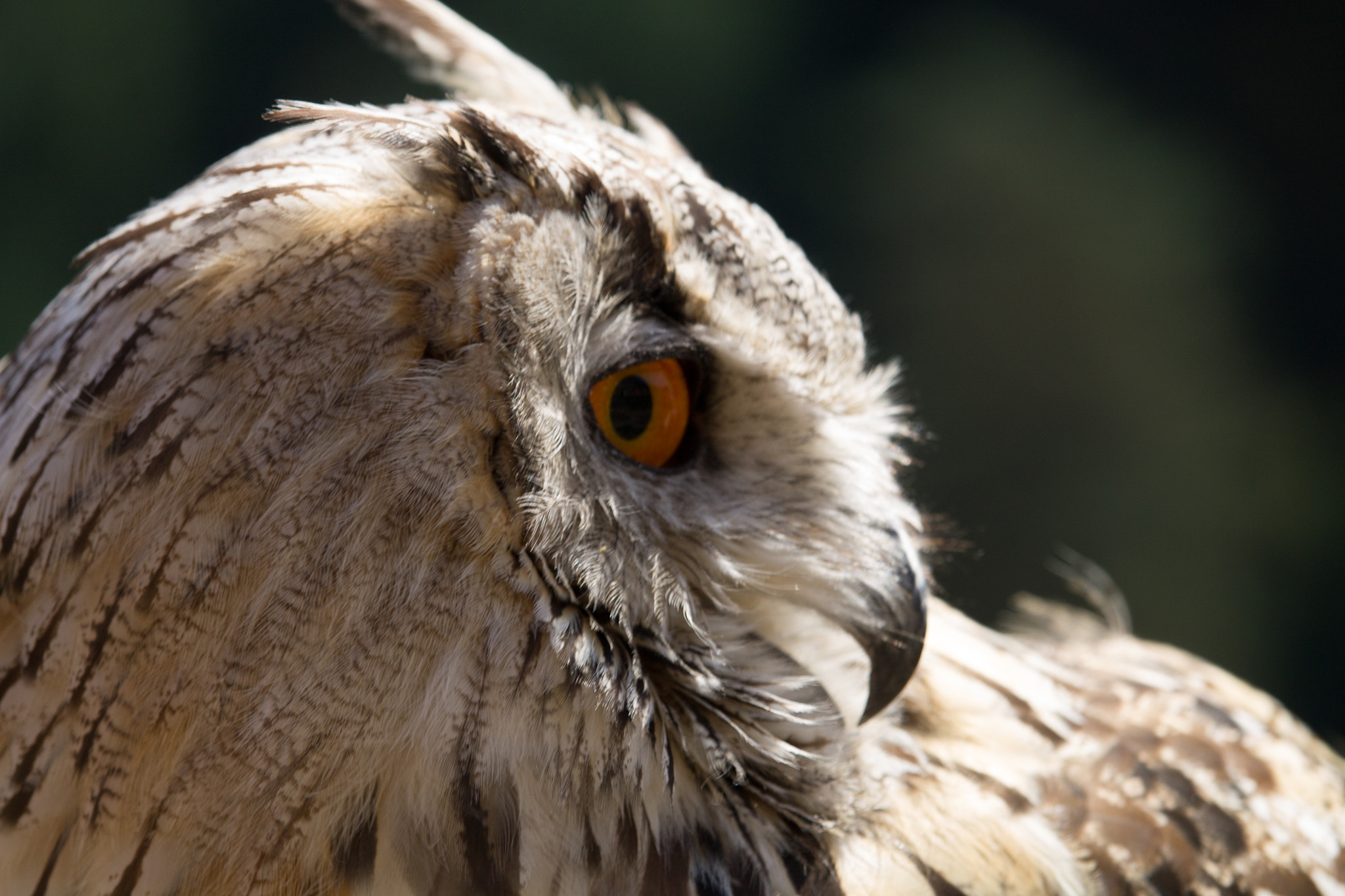 Canon EF-S 55-250mm F4-5.6 IS STM sample photo. Spectacle fauconnerie rochebaron photography