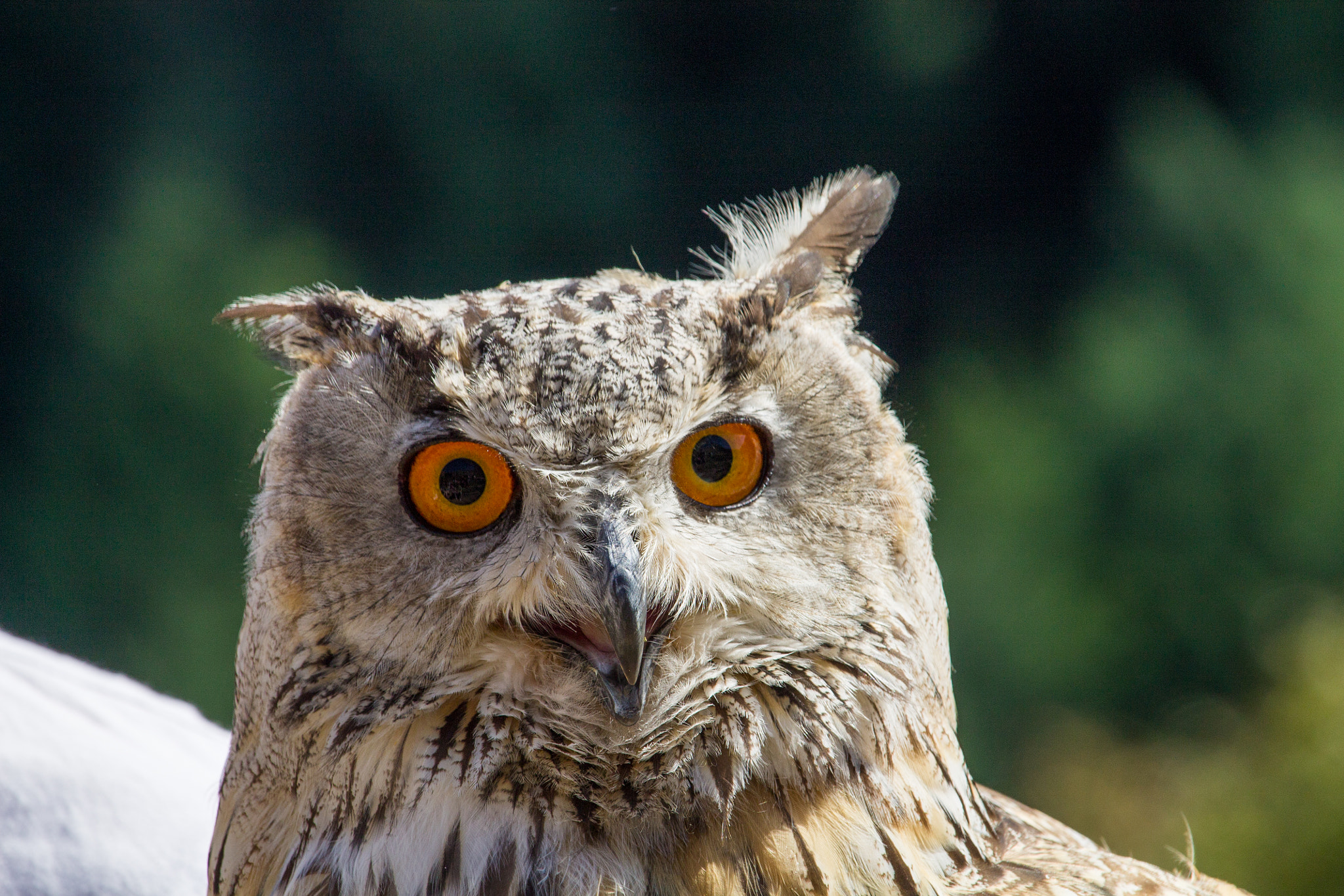 Canon EF-S 55-250mm F4-5.6 IS STM sample photo. Spectacle fauconnerie rochebaron photography