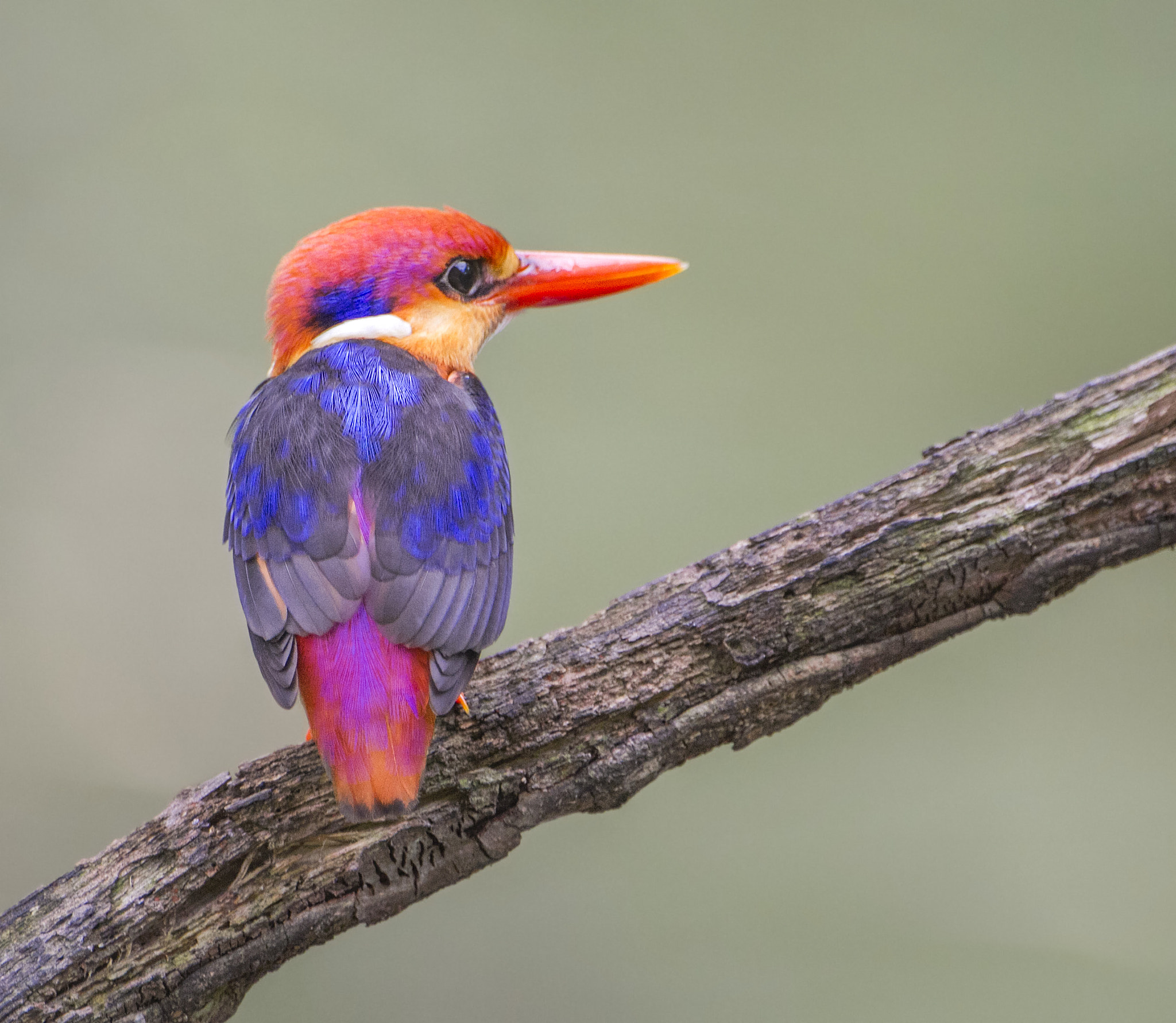 Canon EOS 7D + Canon EF 200mm F2.8L II USM sample photo. Black backed kingfisher photography