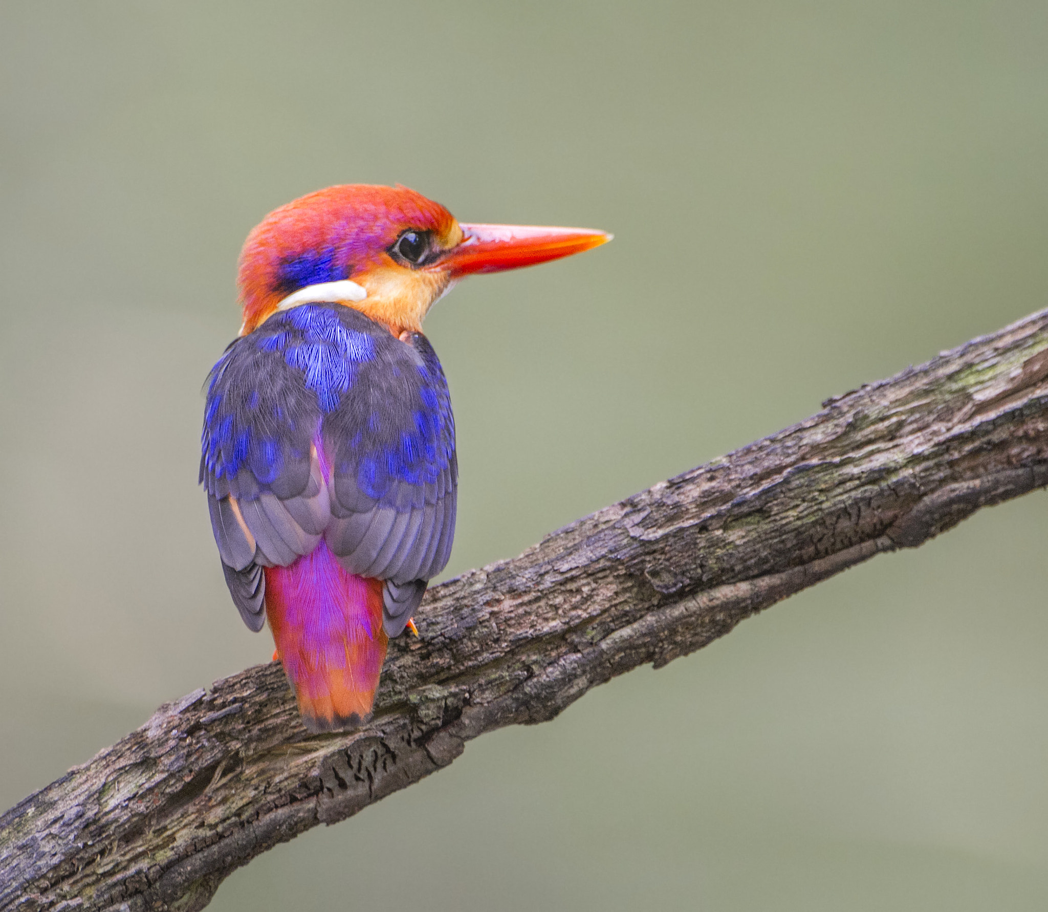 Canon EF 200mm F2.8L II USM sample photo. Black backed kingfisher photography