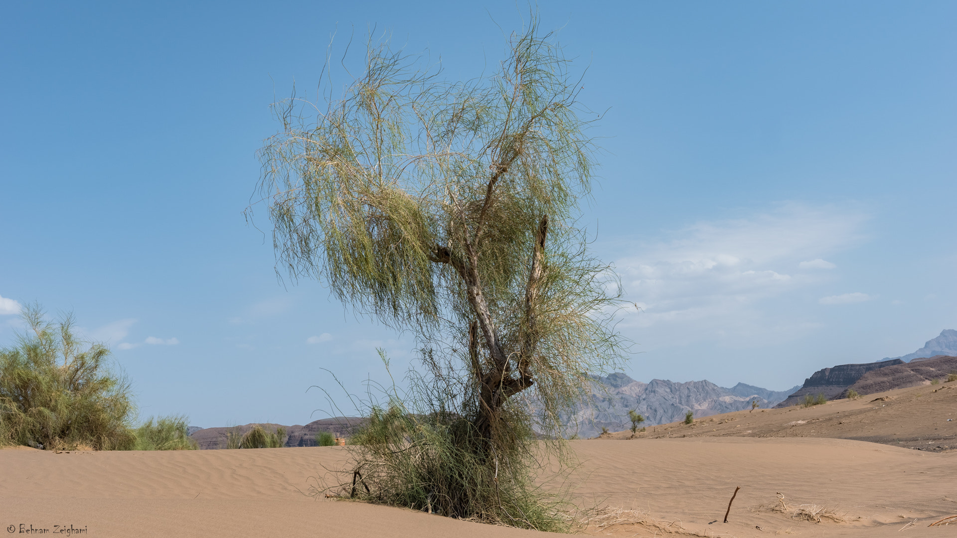 Nikon D5500 + Sigma 18-35mm F1.8 DC HSM Art sample photo. Lonely tree photography
