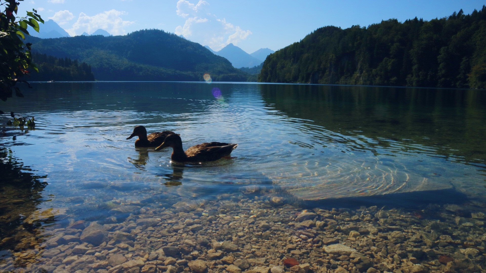 Canon EOS M3 + Canon EF-M 15-45mm F3.5-6.3 IS STM sample photo. Ducks by lake alpsee, bavaria photography