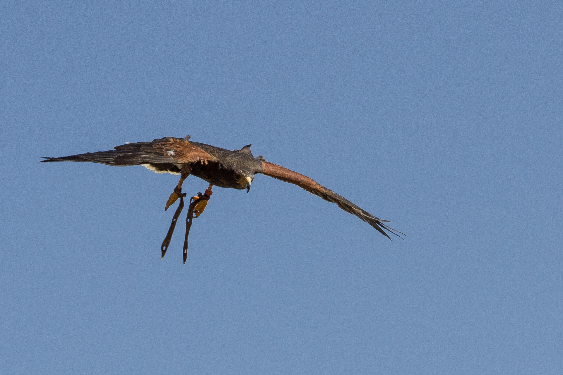 Canon EF-S 55-250mm F4-5.6 IS STM sample photo. Spectacle fauconnerie rochebaron photography