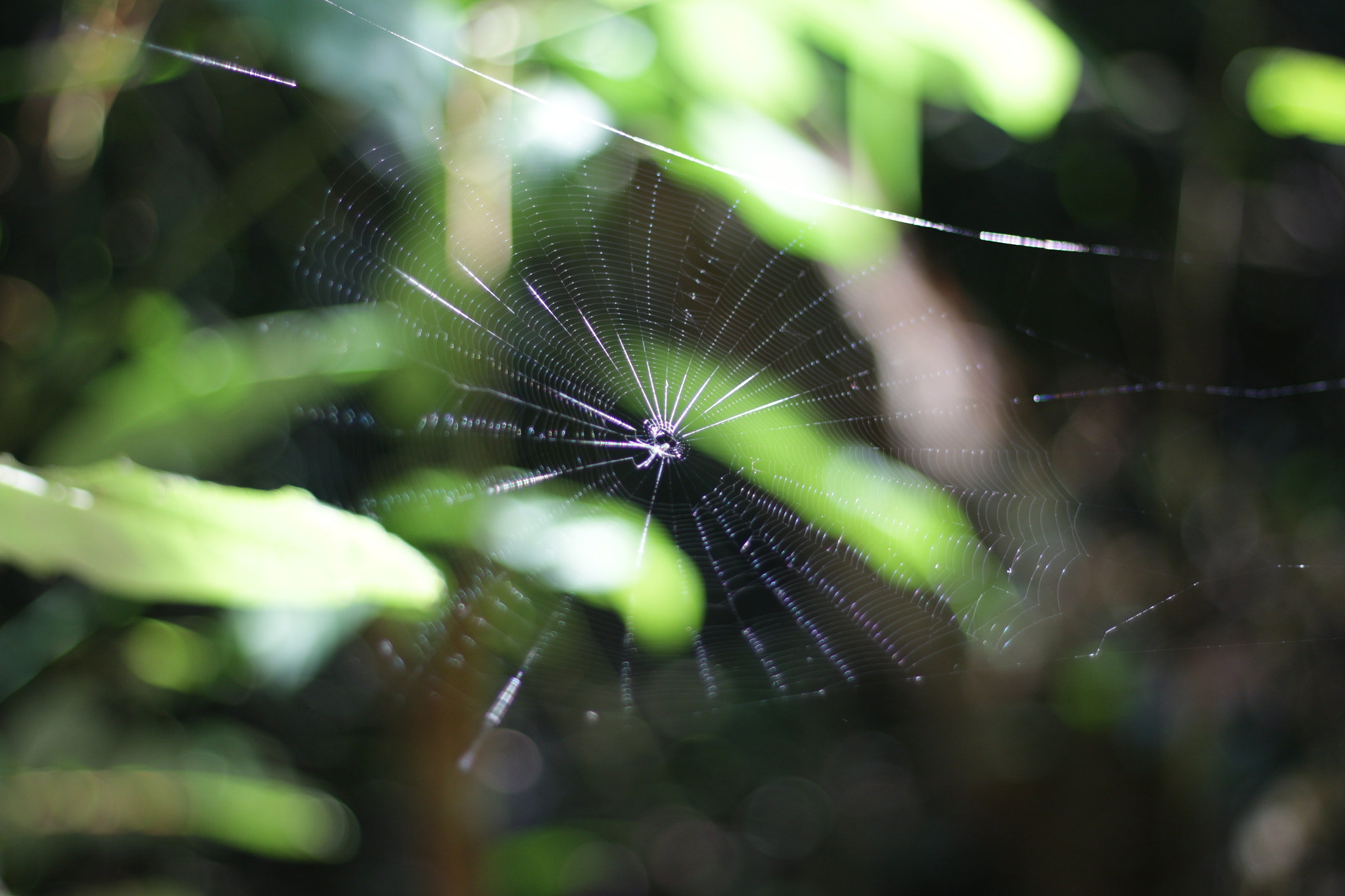 Canon EOS 700D (EOS Rebel T5i / EOS Kiss X7i) sample photo. Img photography