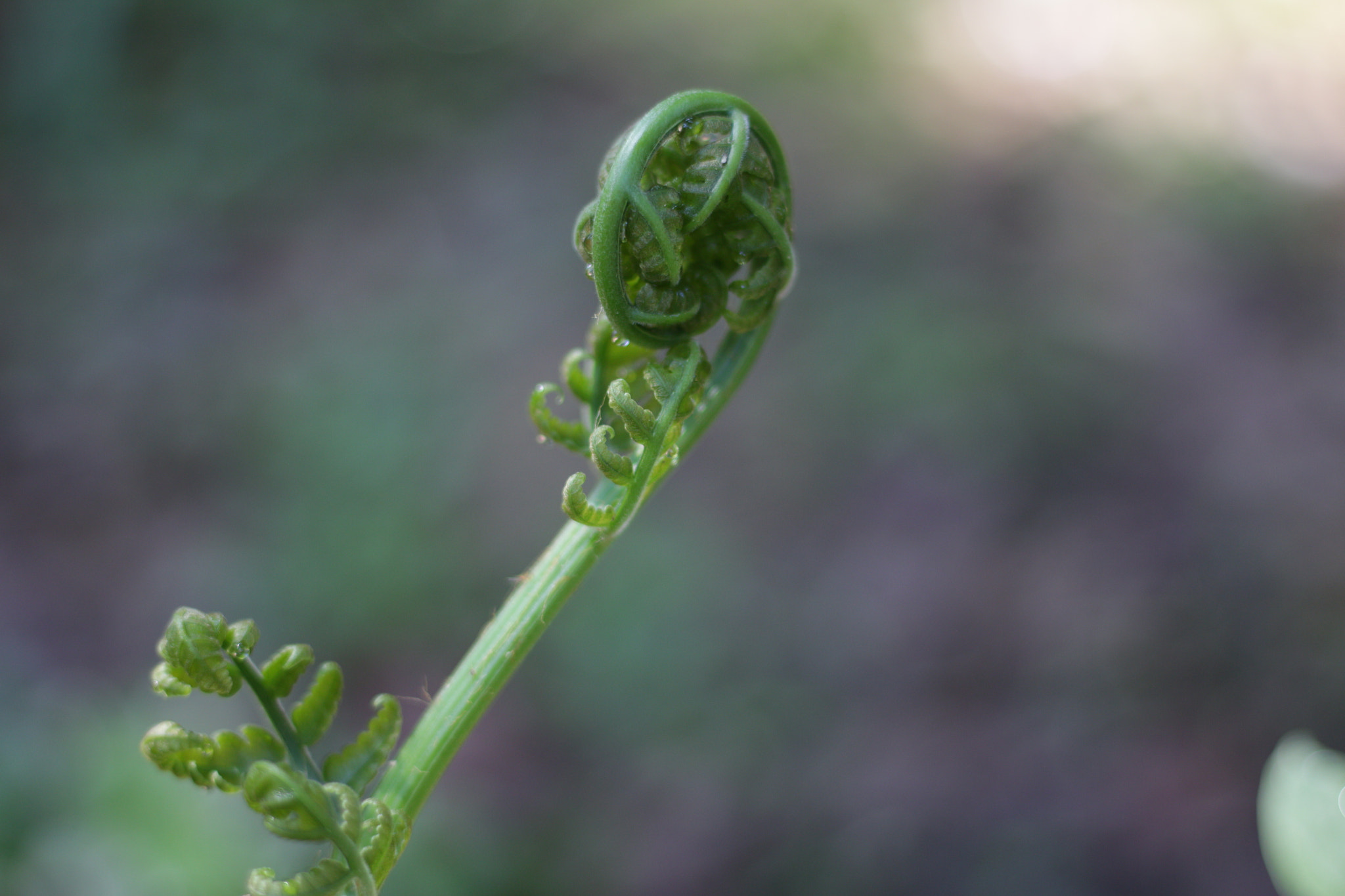 Canon EOS 700D (EOS Rebel T5i / EOS Kiss X7i) sample photo. Img photography