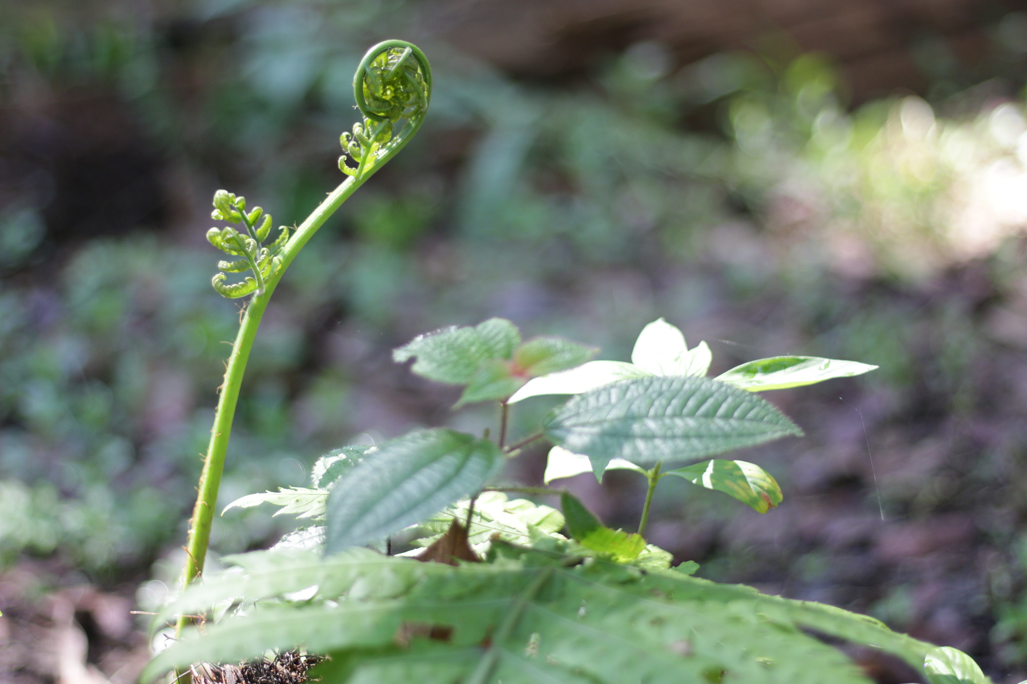 Canon EOS 700D (EOS Rebel T5i / EOS Kiss X7i) sample photo. Img photography
