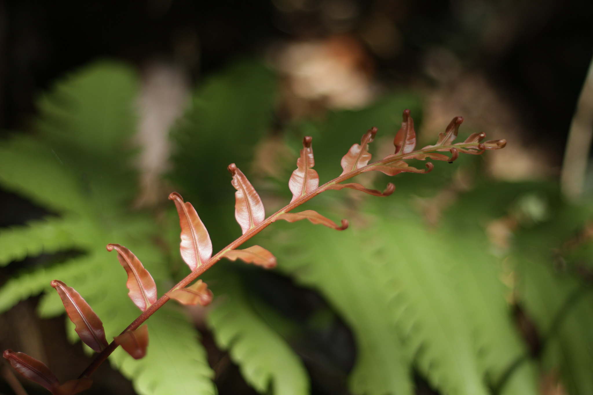 Canon EOS 700D (EOS Rebel T5i / EOS Kiss X7i) sample photo. Img photography