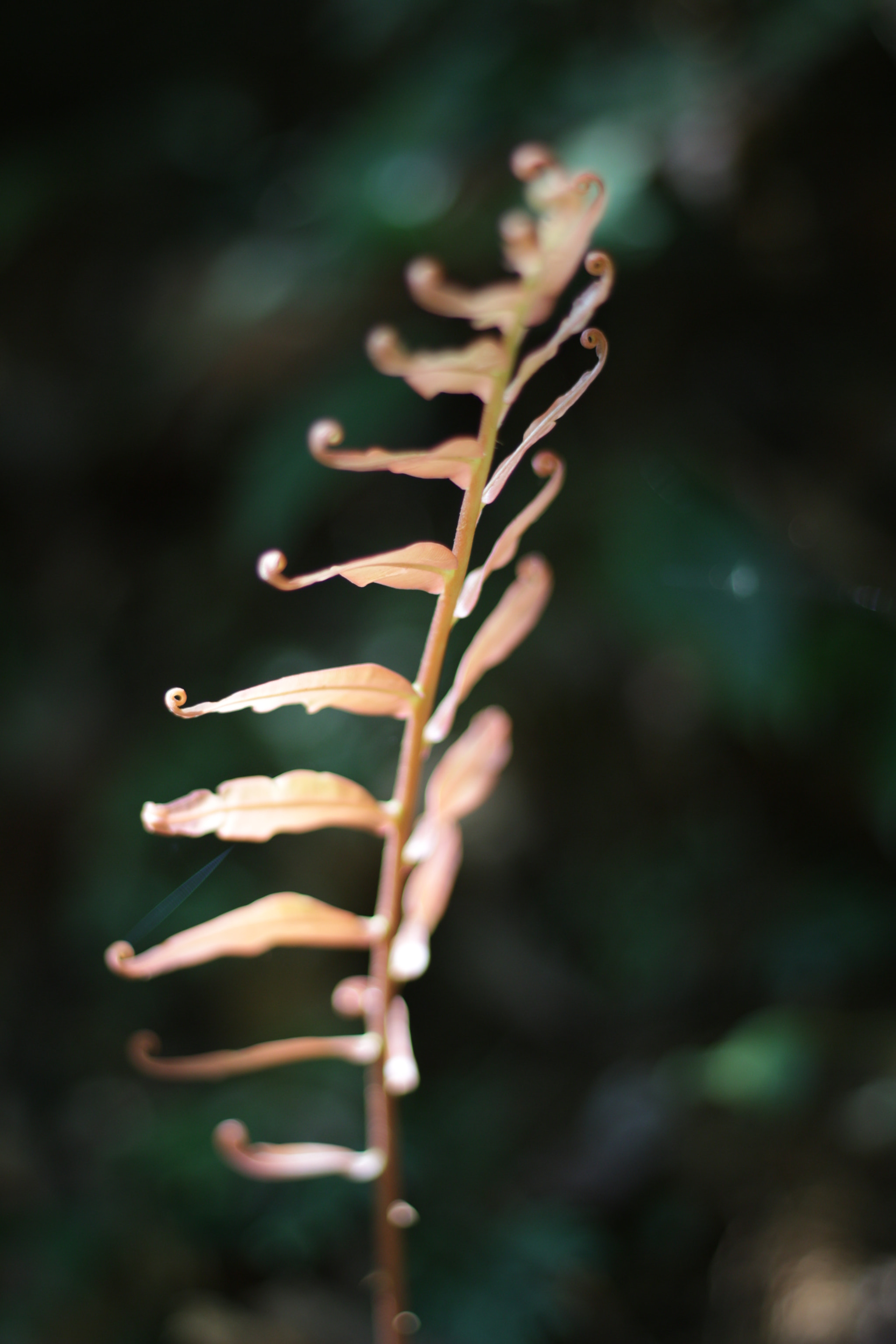 Canon EOS 700D (EOS Rebel T5i / EOS Kiss X7i) sample photo. Img photography