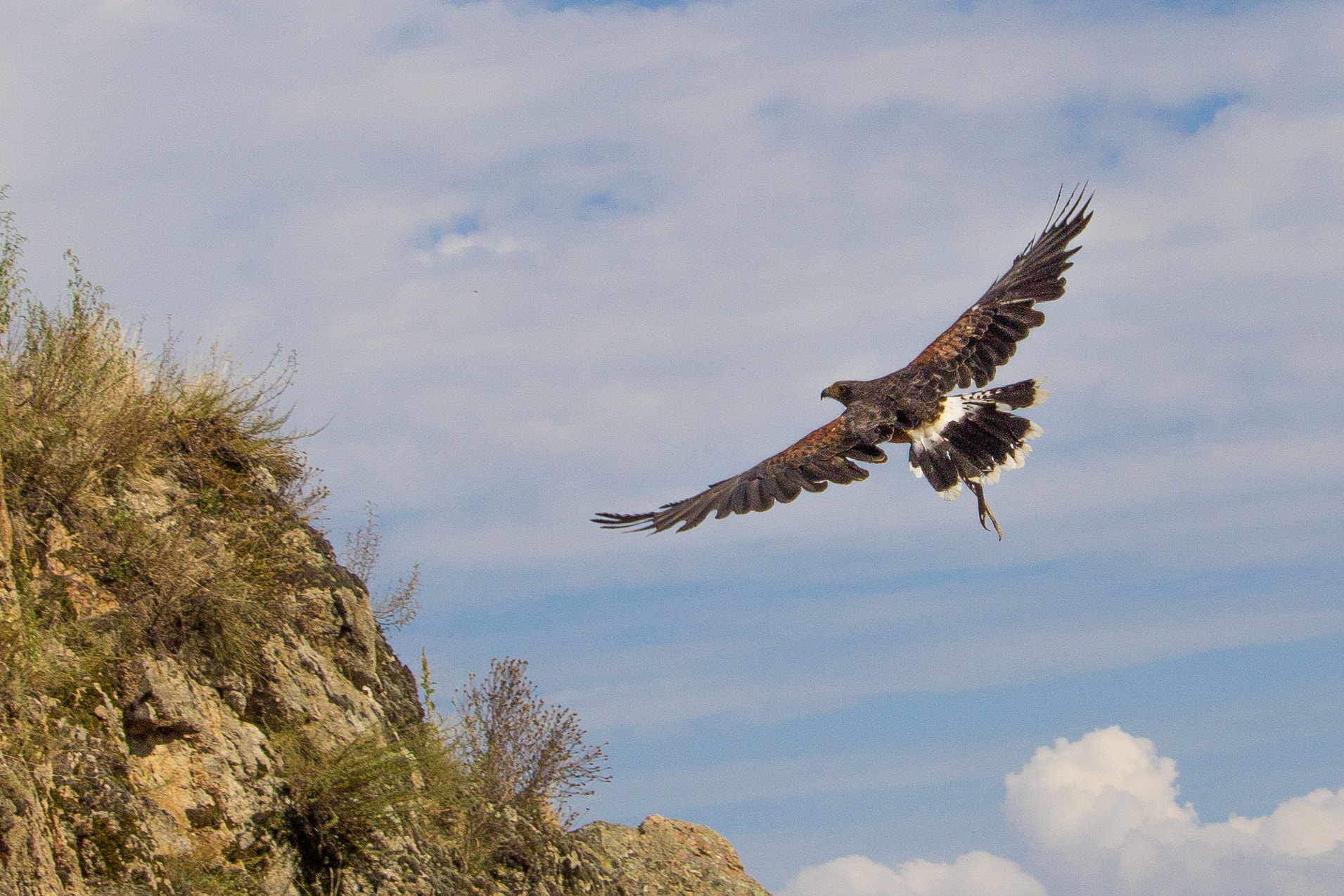 Canon EF-S 55-250mm F4-5.6 IS STM sample photo. Spectacle fauconnerie rochebaron photography