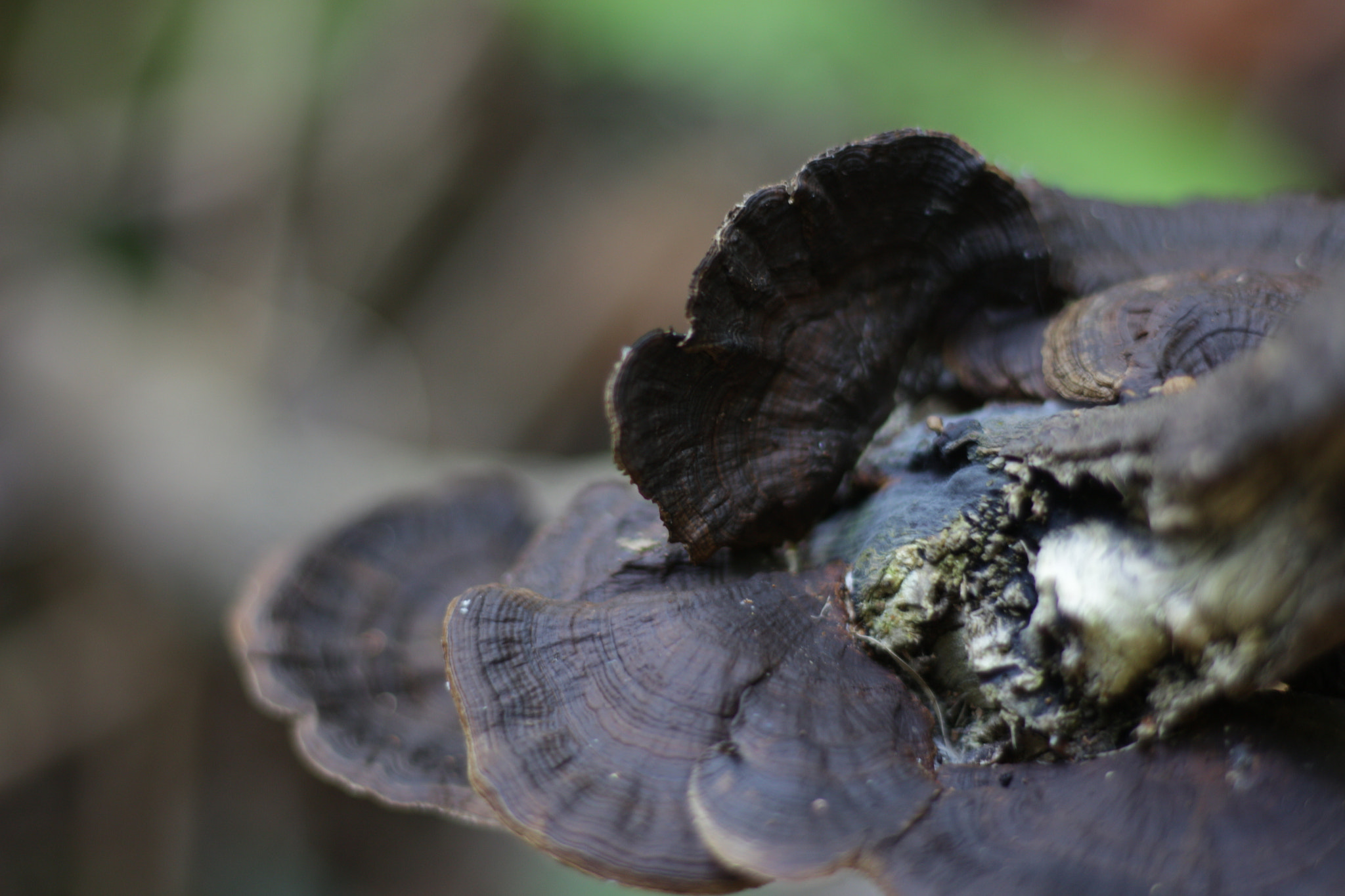 Canon EOS 700D (EOS Rebel T5i / EOS Kiss X7i) sample photo. Img photography