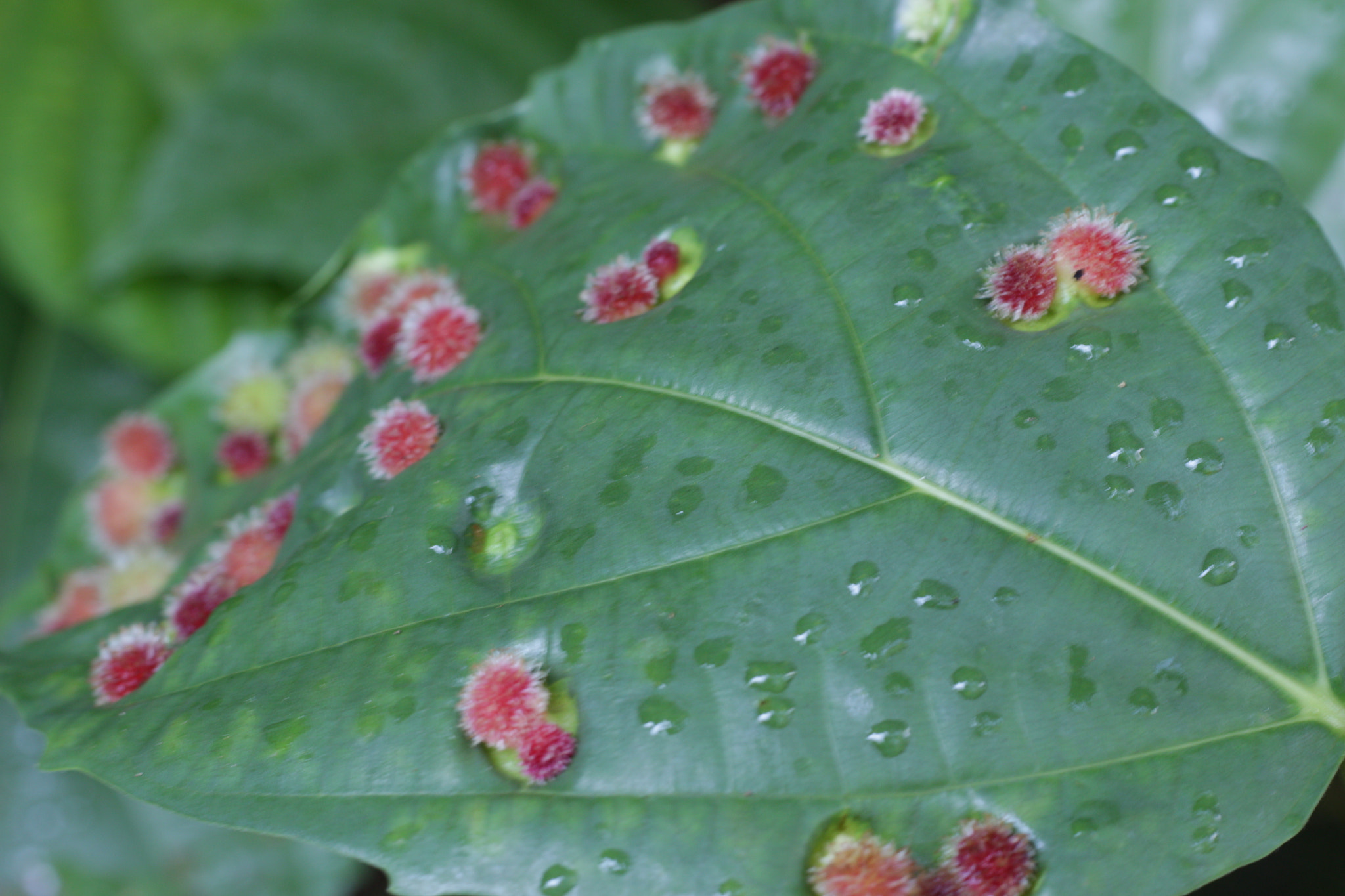 Canon EOS 700D (EOS Rebel T5i / EOS Kiss X7i) sample photo. Img photography