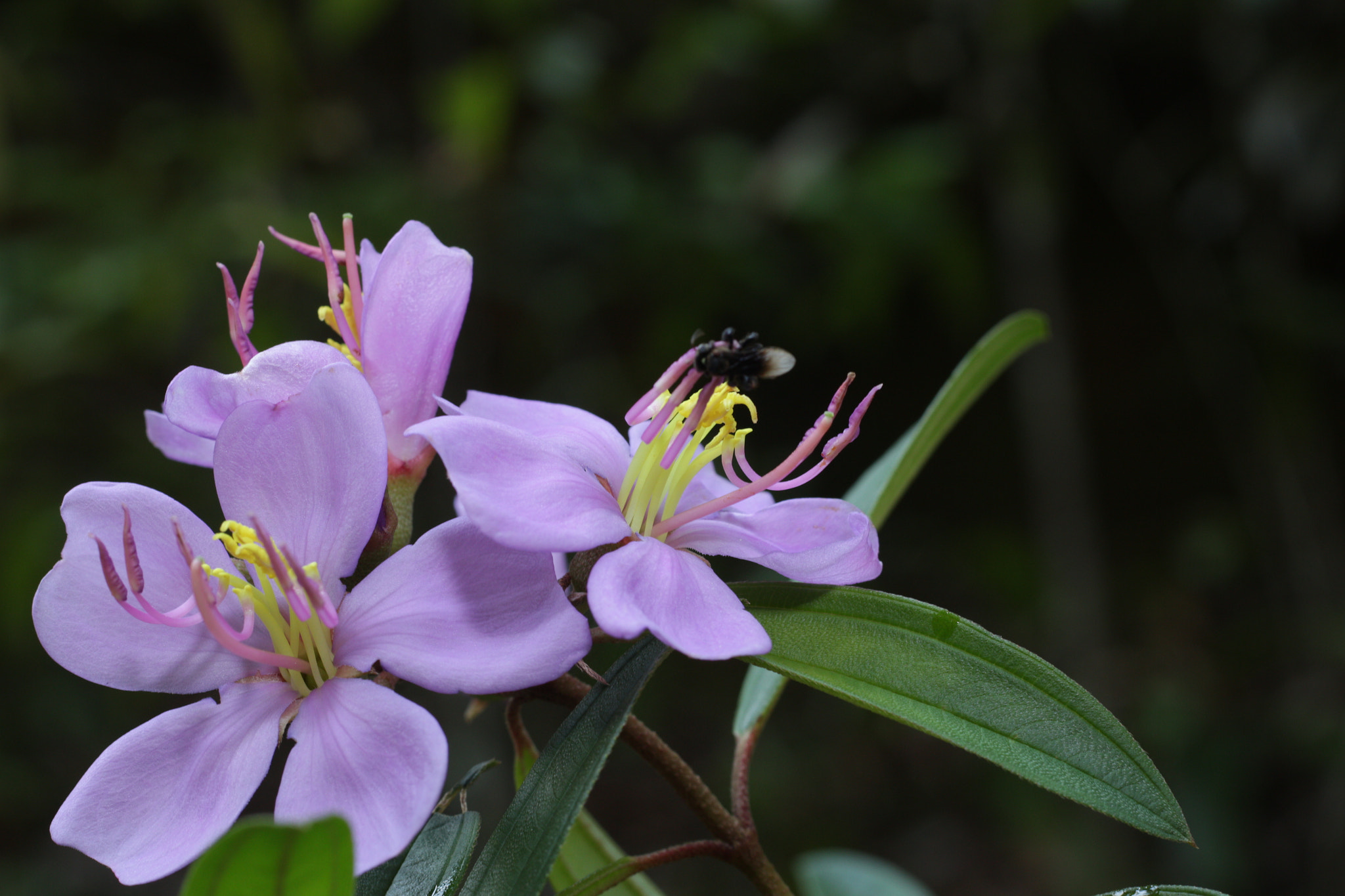 Canon EOS 700D (EOS Rebel T5i / EOS Kiss X7i) sample photo. Img photography