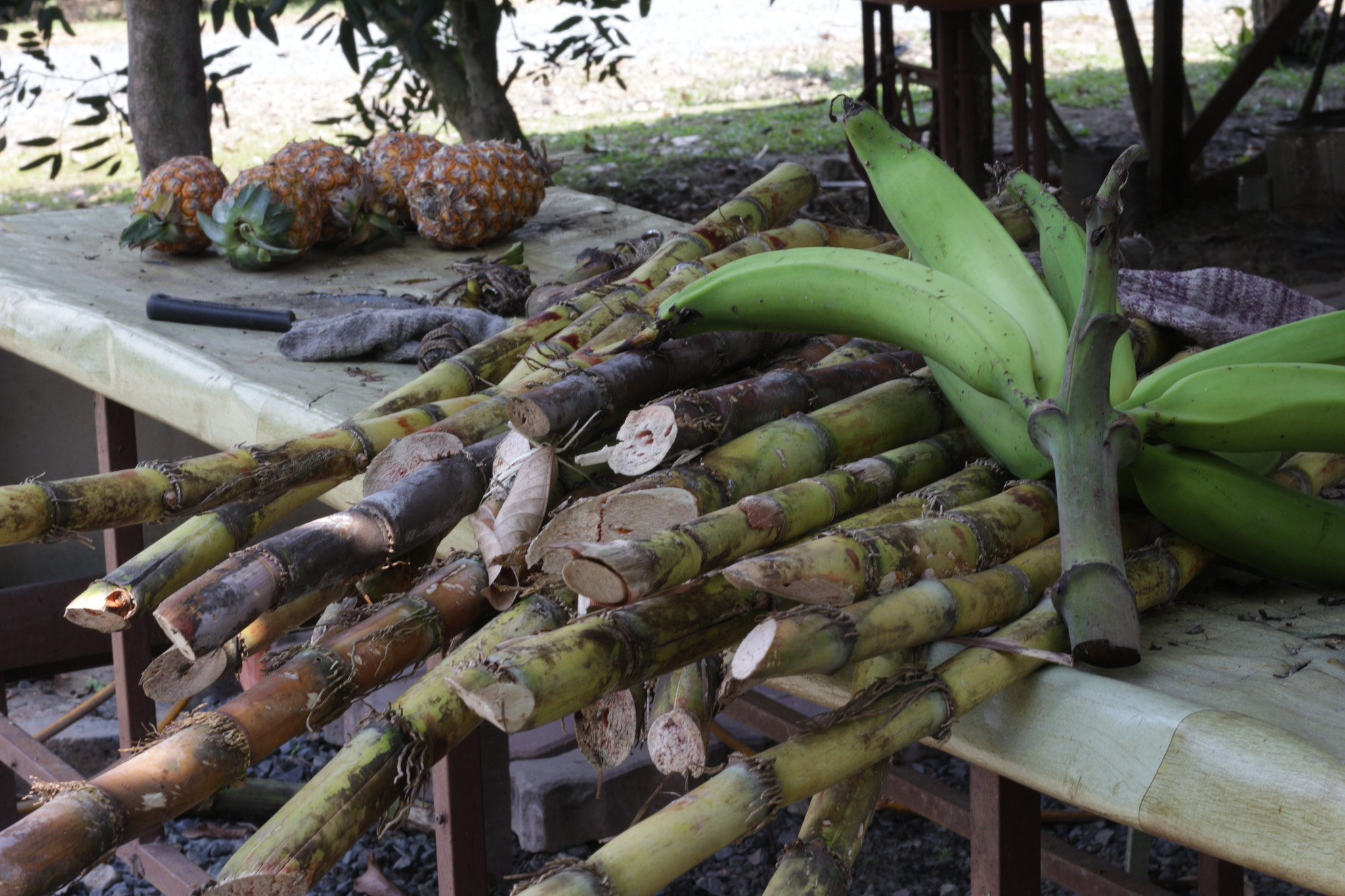 Canon EOS 700D (EOS Rebel T5i / EOS Kiss X7i) sample photo. Img photography