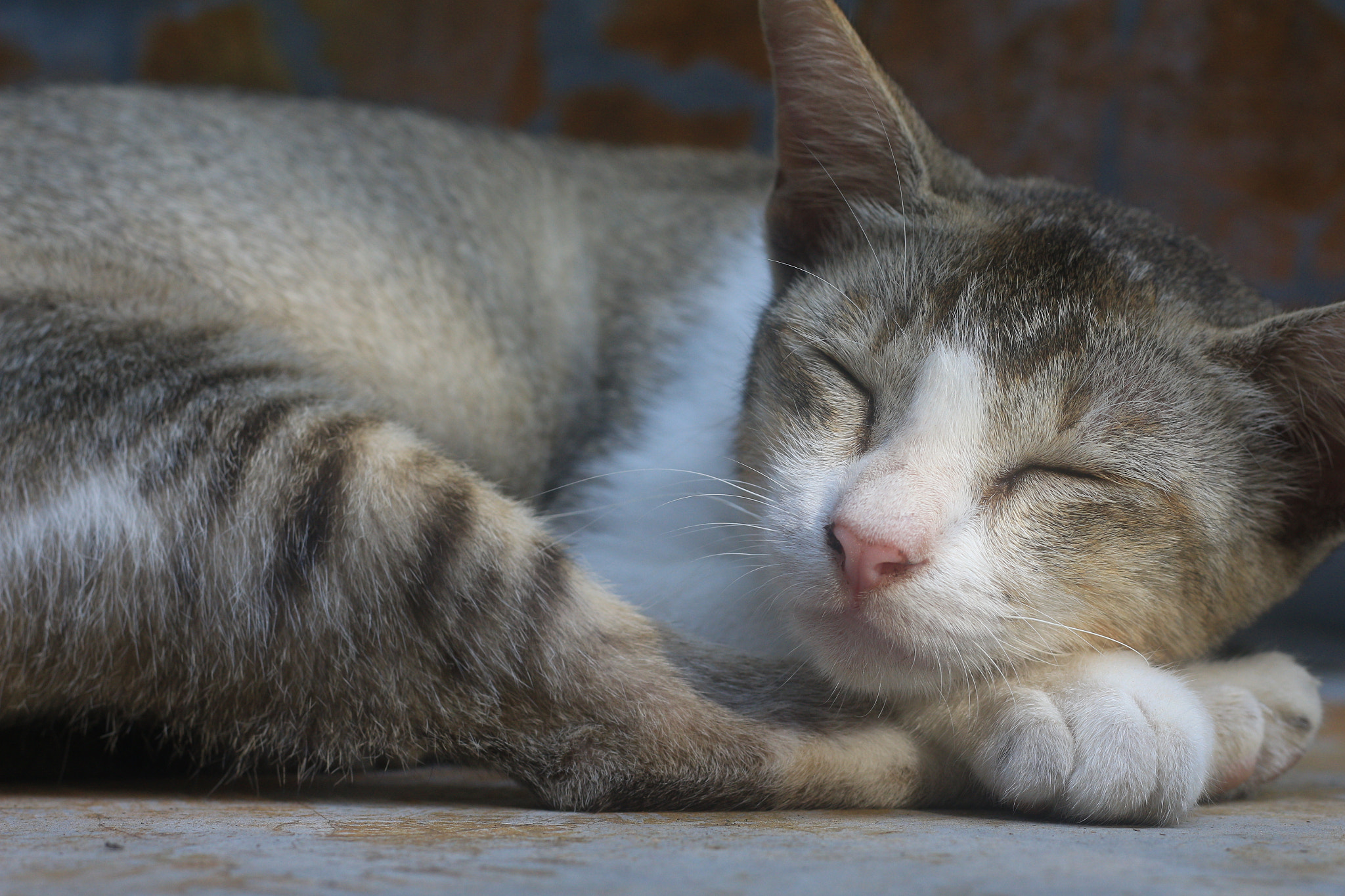 Canon EOS 700D (EOS Rebel T5i / EOS Kiss X7i) sample photo. Img photography
