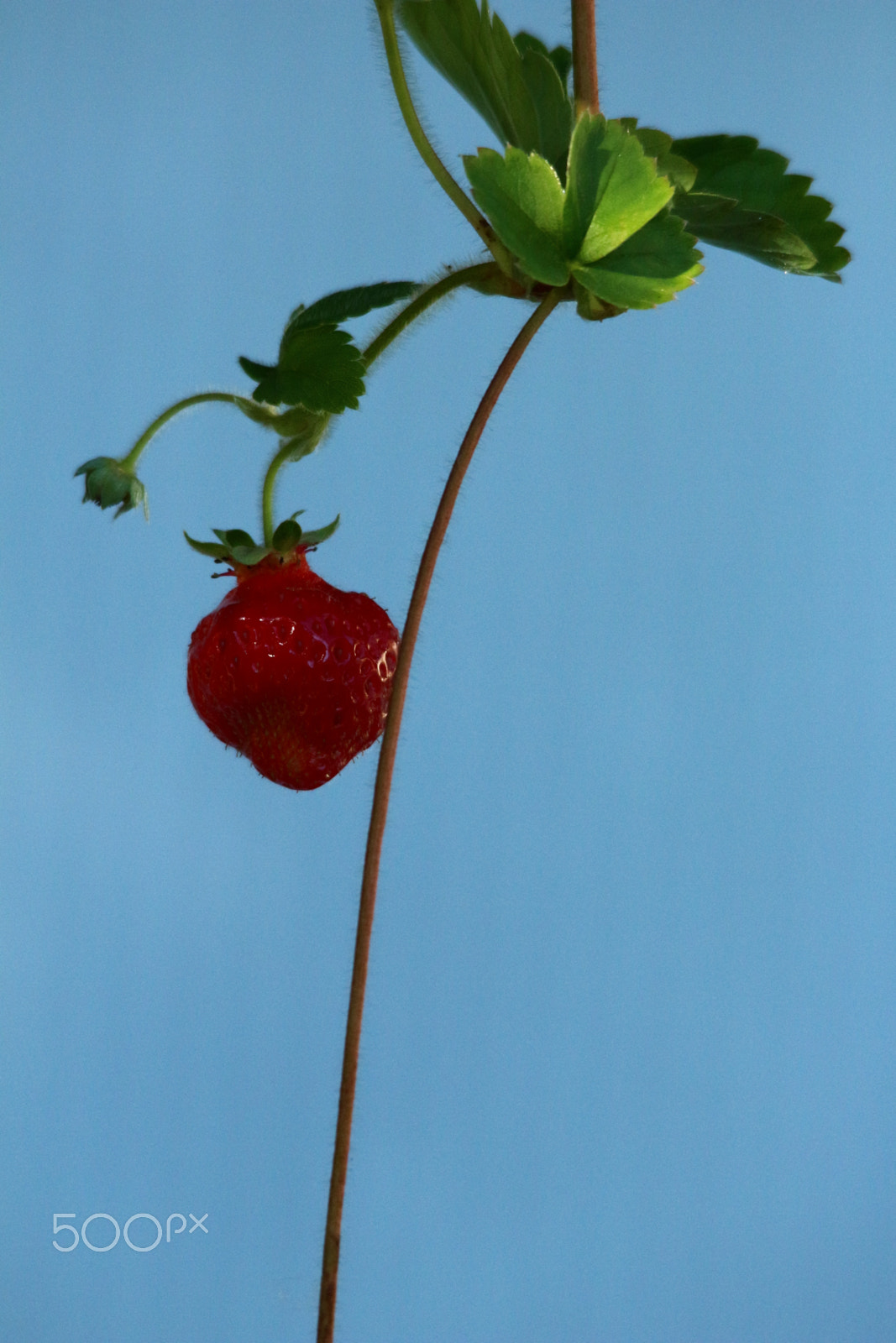 Sigma 150-500mm F5-6.3 DG OS HSM sample photo. One on the vine photography