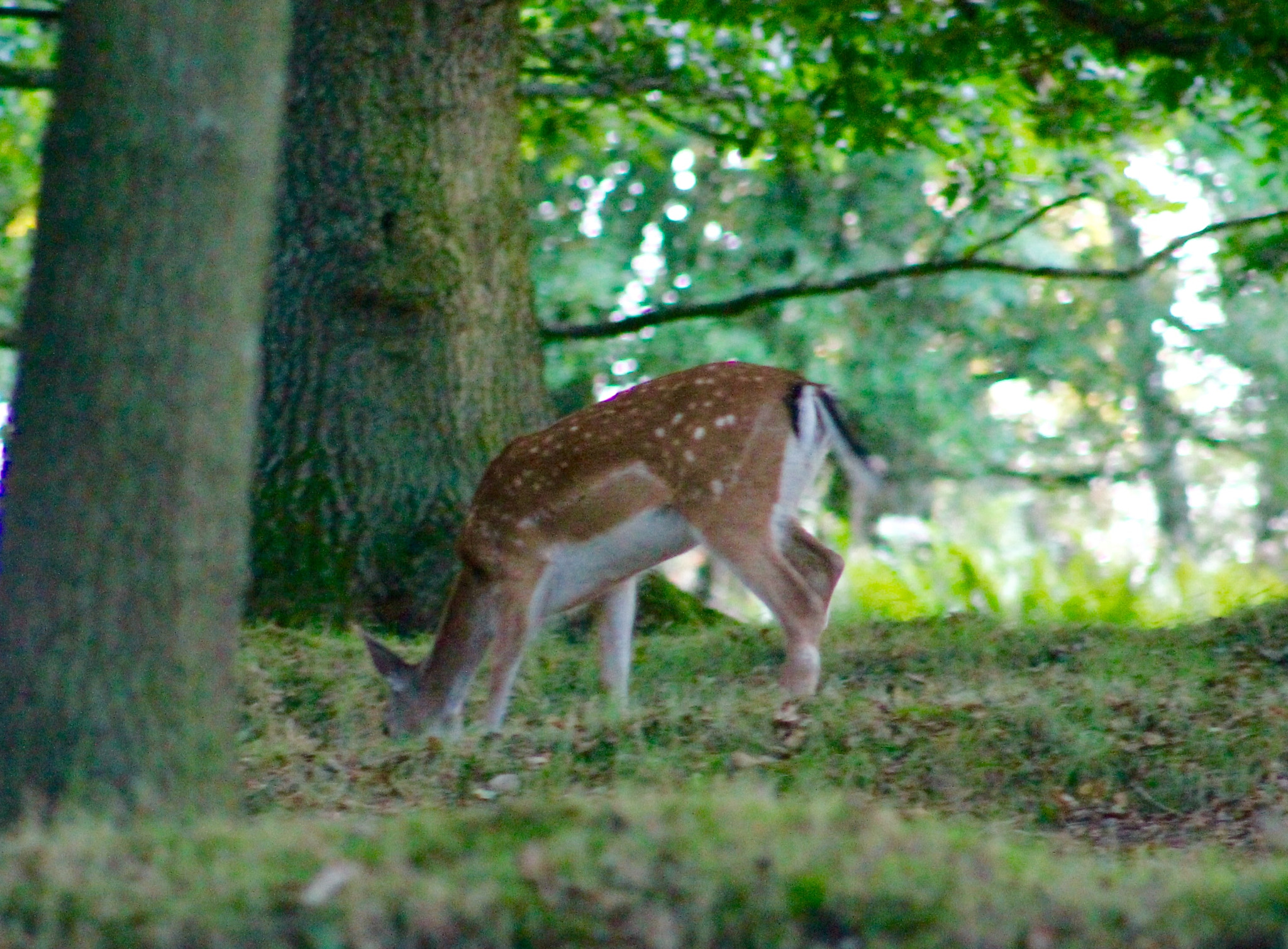 Canon EF75-300mm f/4-5.6 sample photo. Pleasant encounter with a beautiful young fallow deer on cannock chase photography