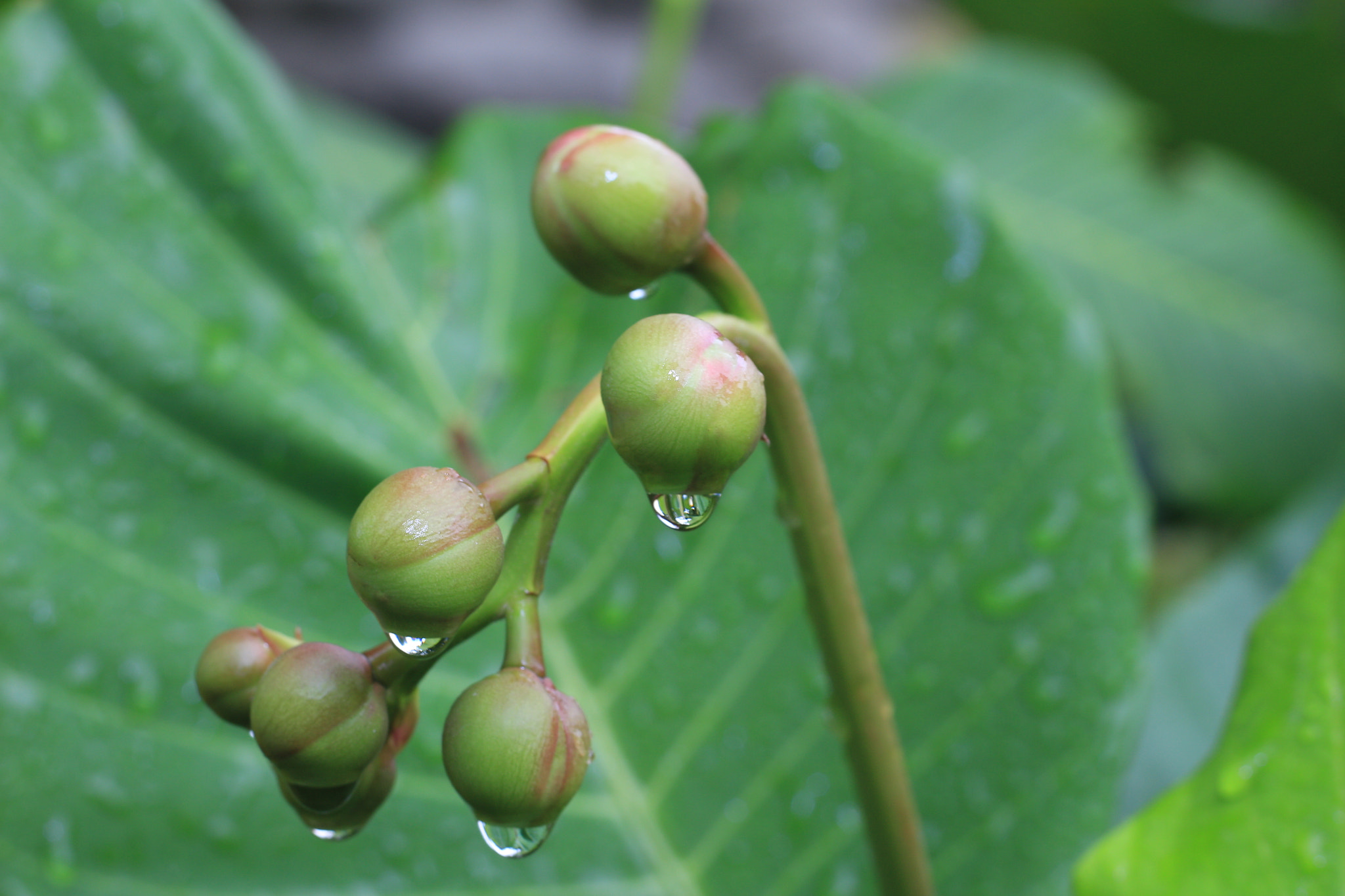 Canon EOS 700D (EOS Rebel T5i / EOS Kiss X7i) sample photo. Img photography