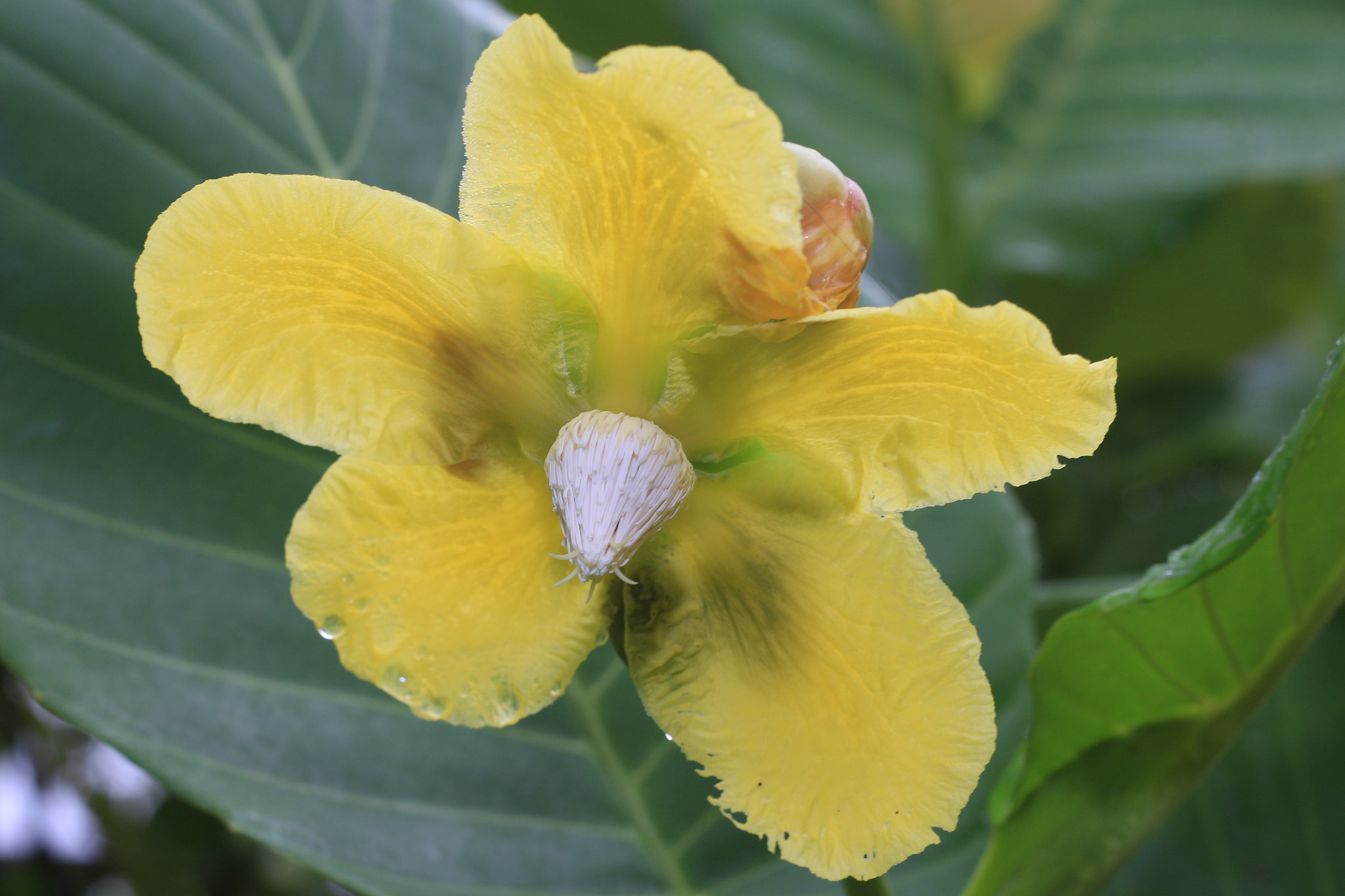 Canon EOS 700D (EOS Rebel T5i / EOS Kiss X7i) sample photo. Img photography