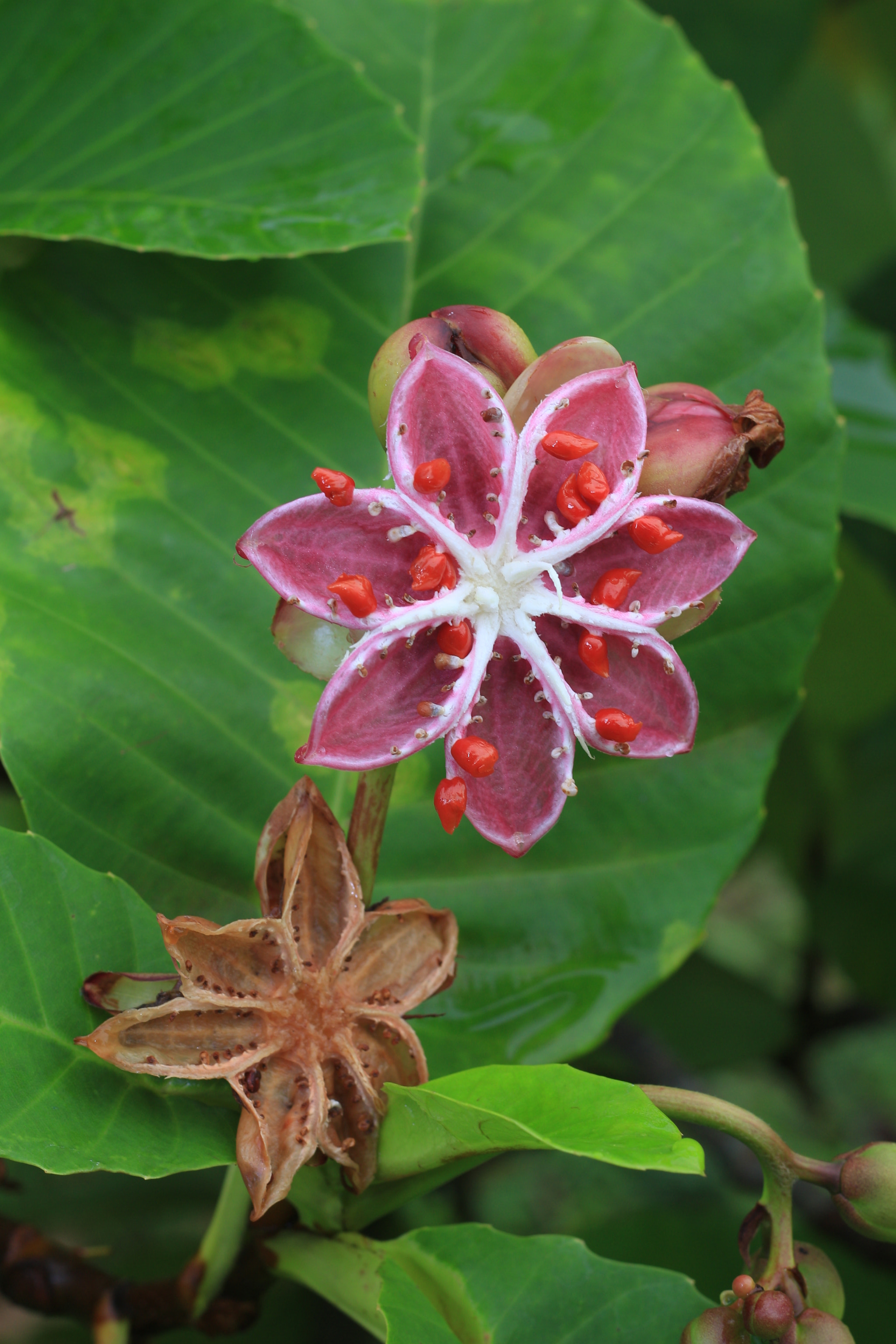 Canon EOS 700D (EOS Rebel T5i / EOS Kiss X7i) sample photo. Img photography