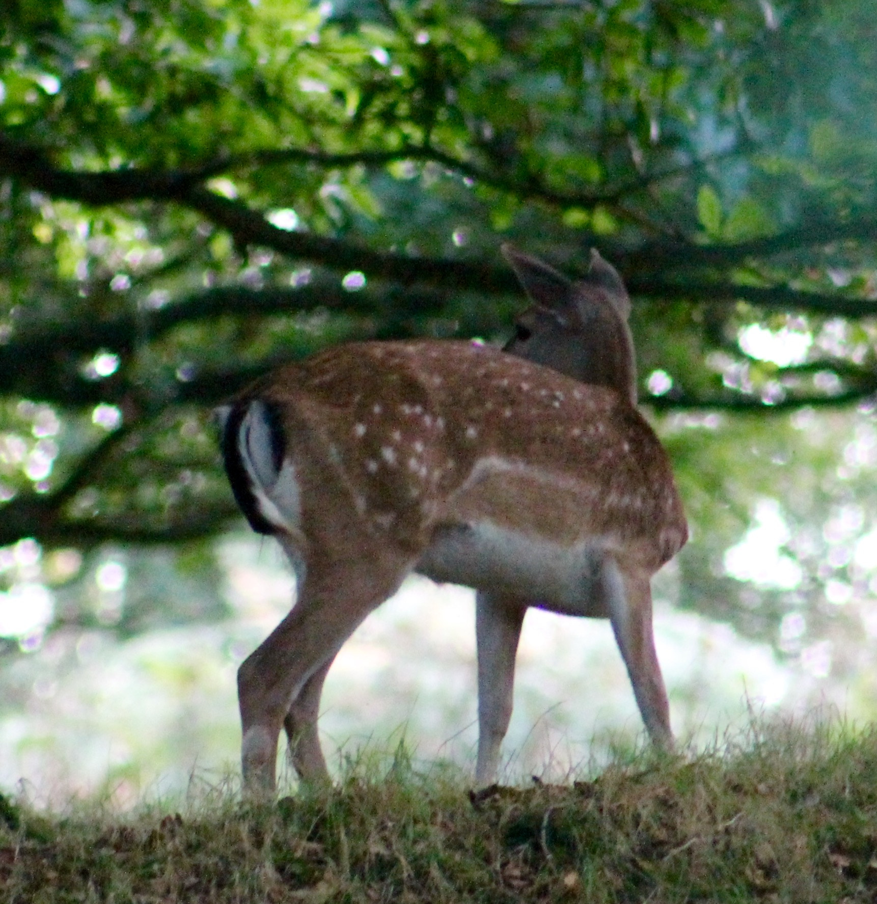 Canon EF75-300mm f/4-5.6 sample photo. Very relaxed fallow deer on cannock chase photography