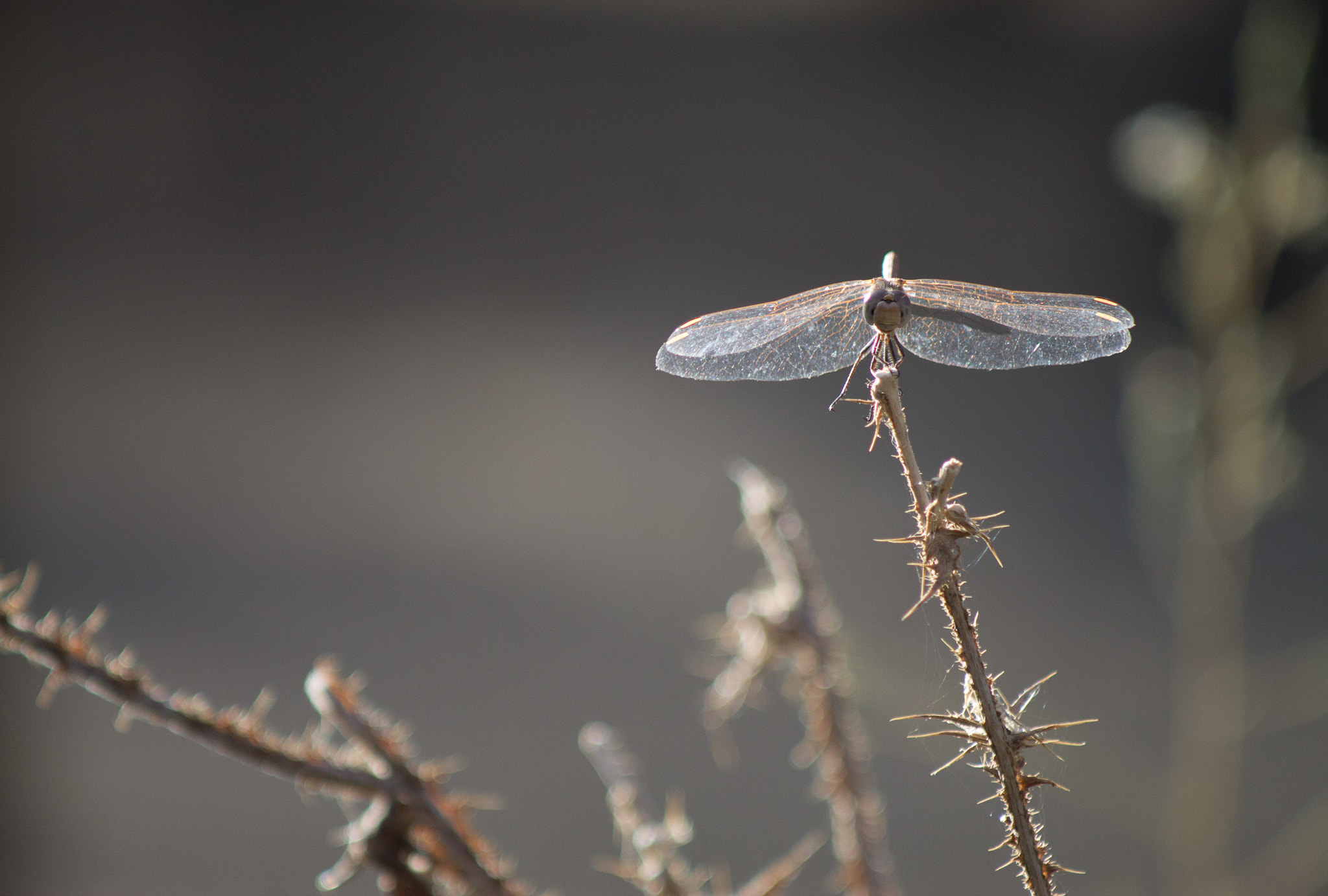 Canon EF 80-200mm F4.5-5.6 II sample photo. Natur photography