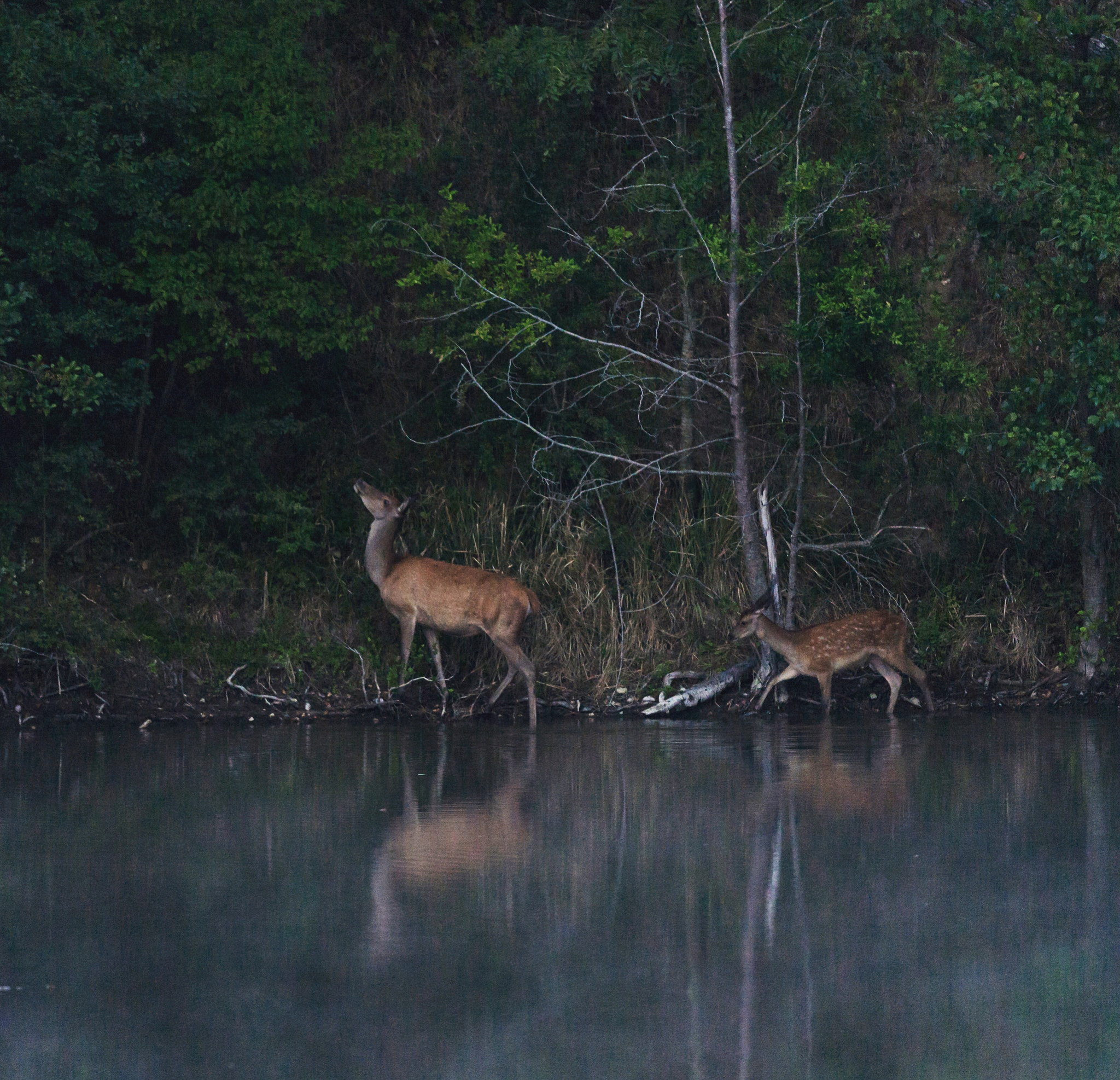 Nikon D800 + Nikon AF-S Nikkor 500mm F4G ED VR sample photo. Biche avec son faon photography