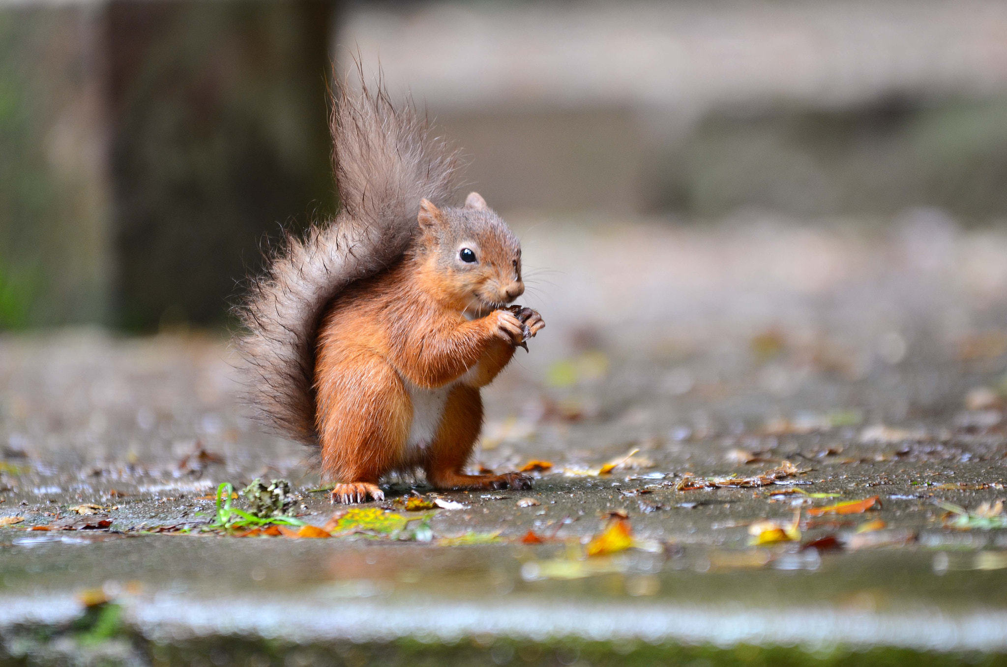 Sigma 70-200mm F2.8 EX DG OS HSM sample photo. Eating in the rain! photography