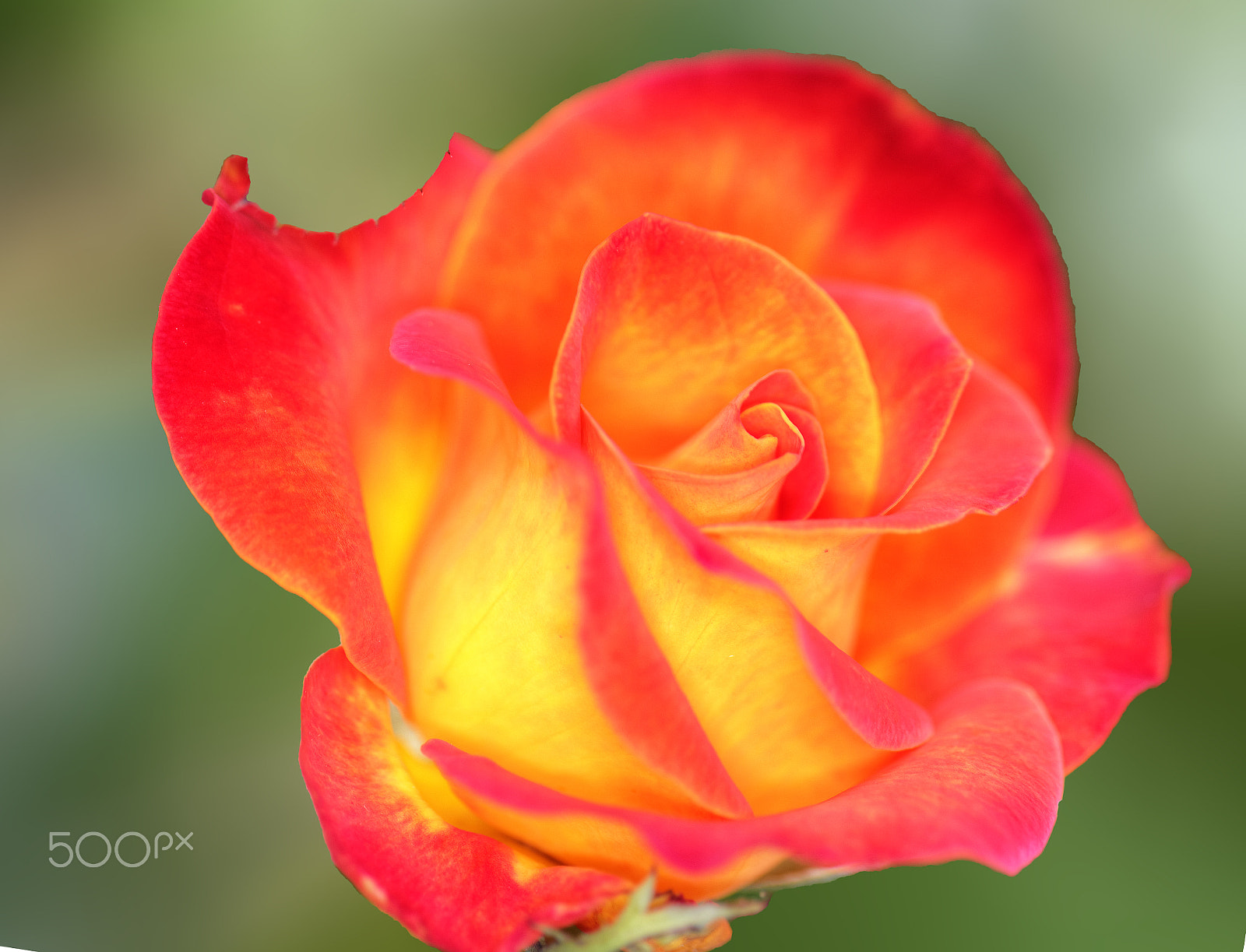 Canon EOS 5DS + Canon EF 100mm F2.8L Macro IS USM sample photo. Glowing blooming rose photography