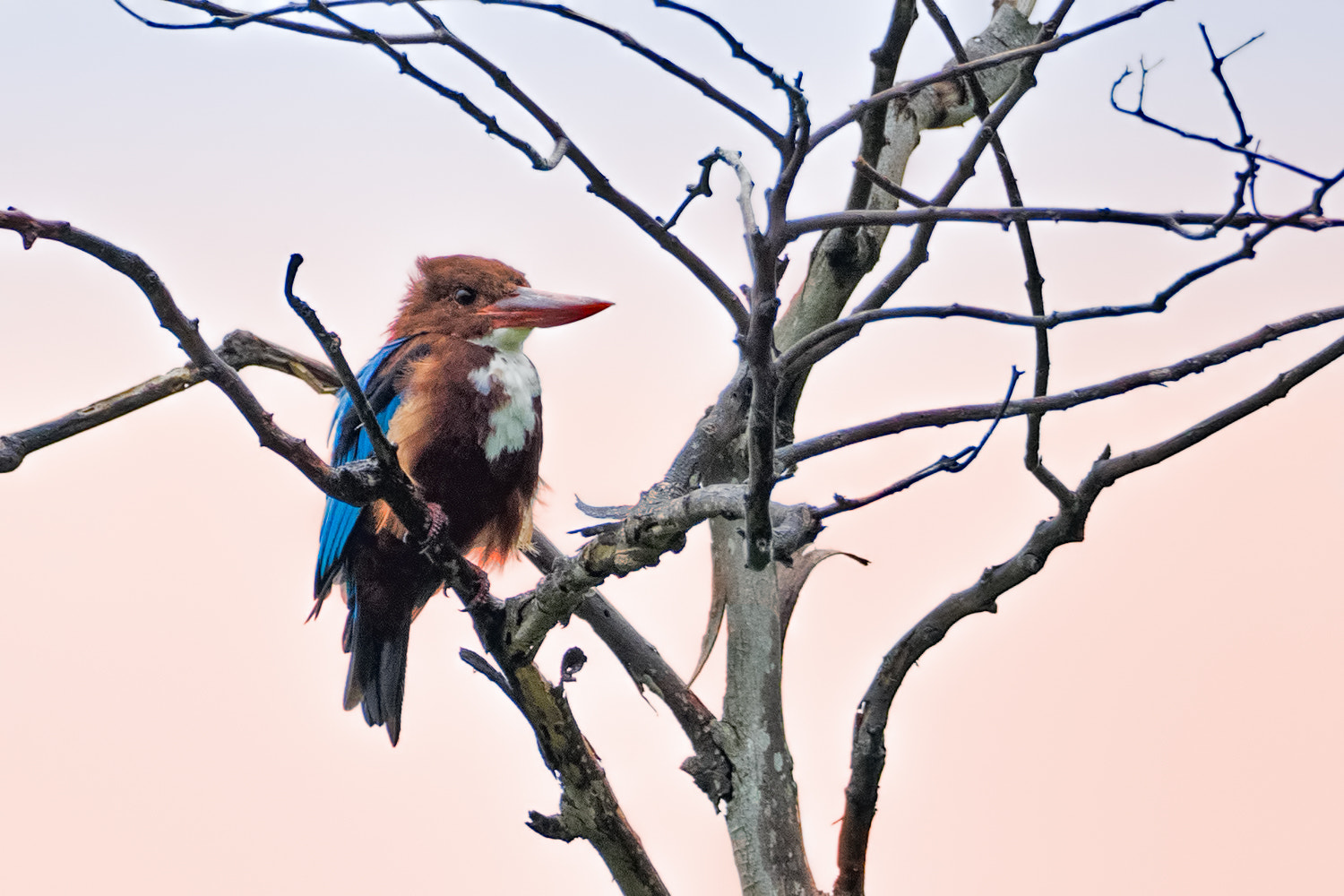 M.300mm F4.0 + MC-14 sample photo. White throated kingfisher photography