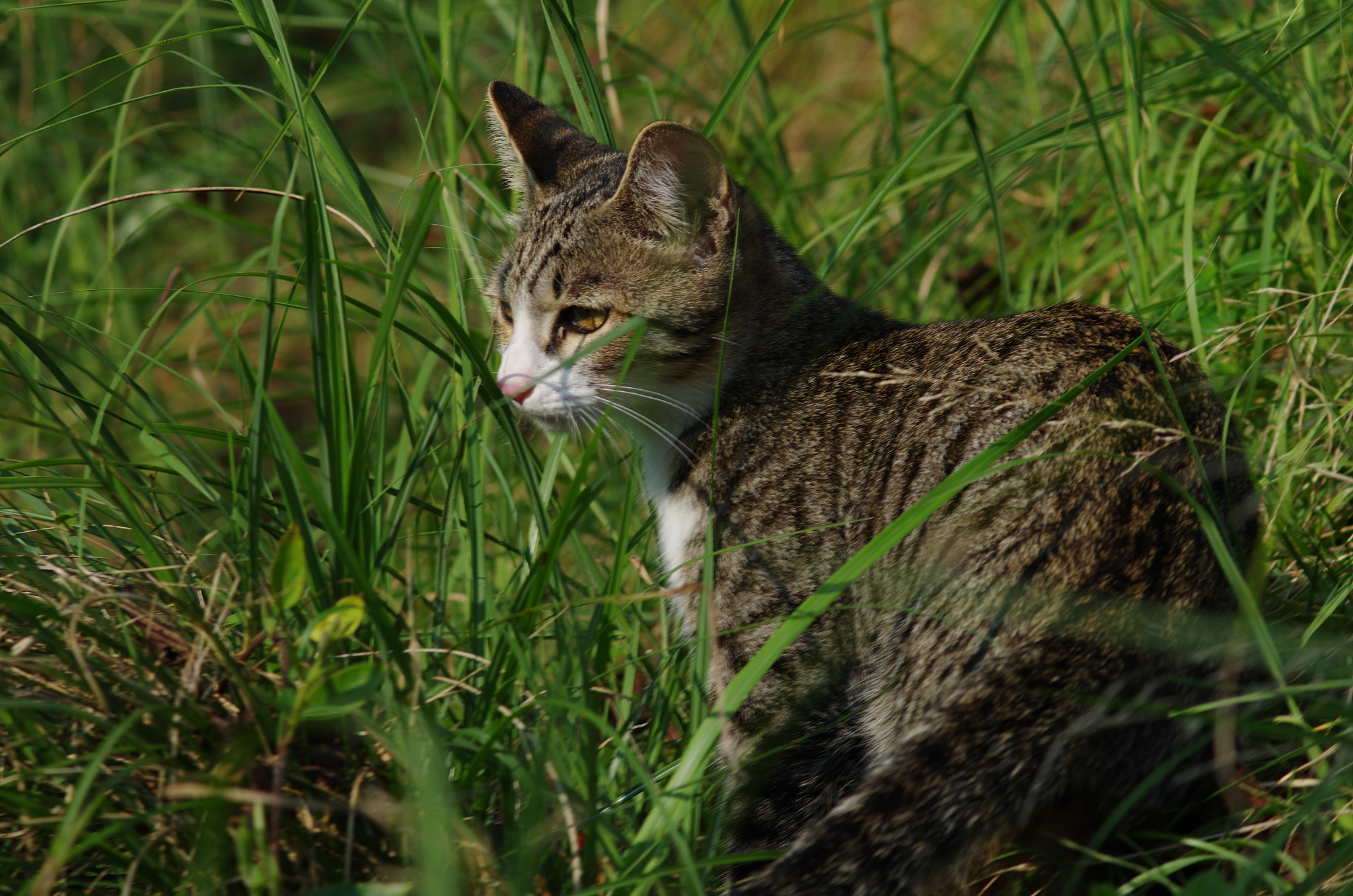 Pentax K-5 IIs + smc PENTAX-FA 135mm F2.8 [IF] sample photo. Wild cat photography