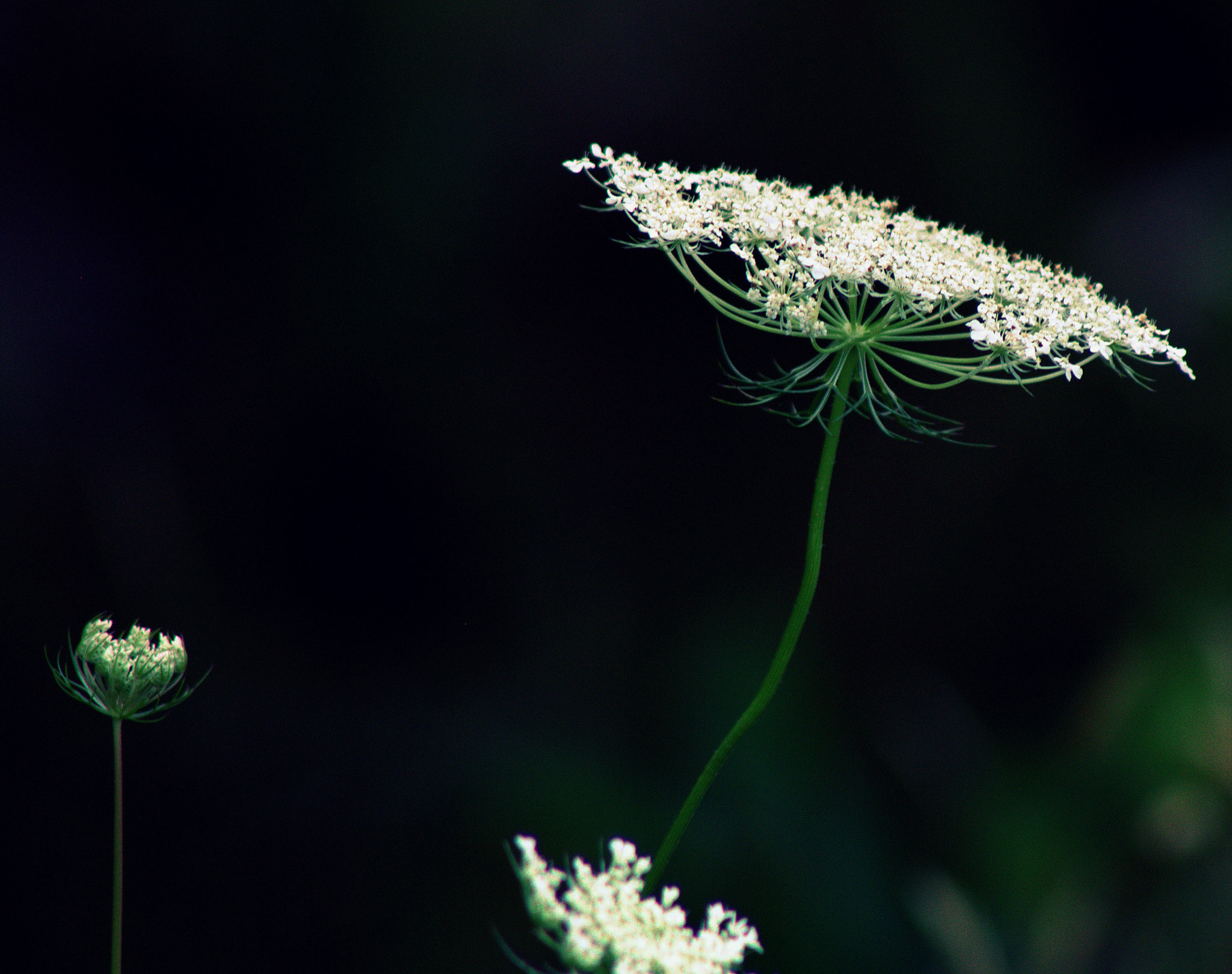 Canon EOS 50D + Canon EF 75-300mm f/4-5.6 USM sample photo. Queen anne's lace photography