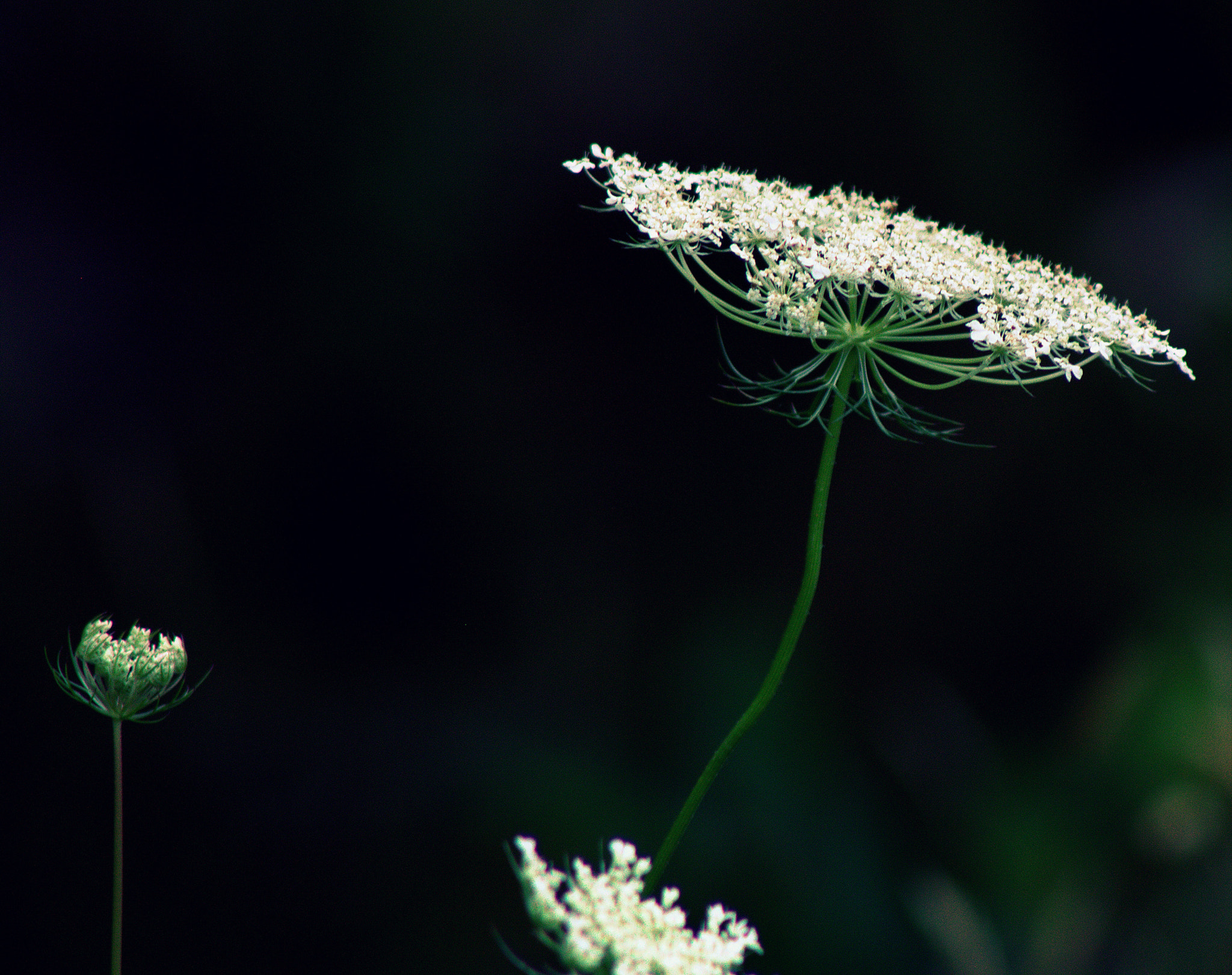 Canon EF 75-300mm f/4-5.6 USM sample photo. Queen anne's lace photography