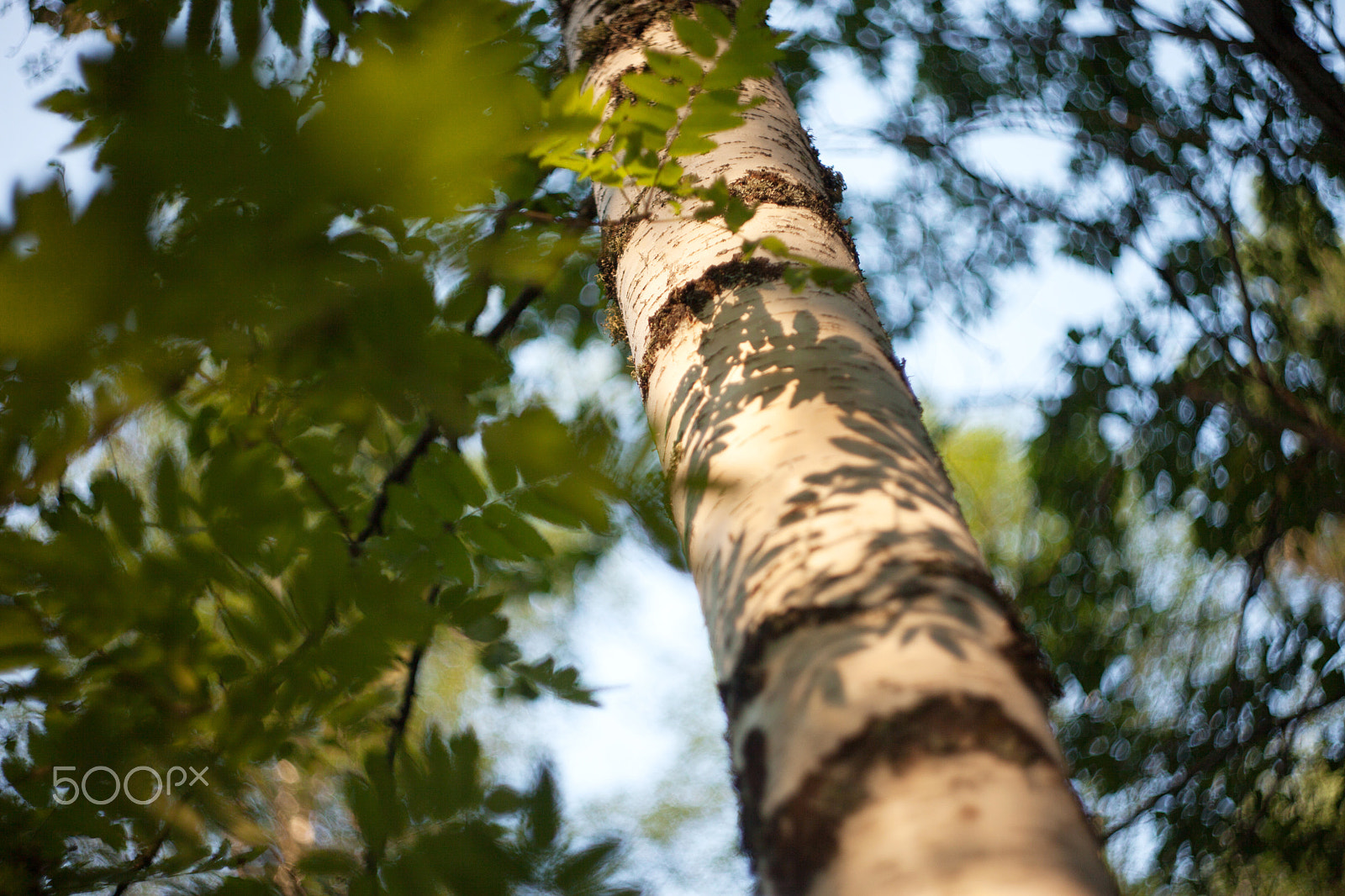 Canon EF 28-80mm f/3.5-5.6 sample photo. # photography
