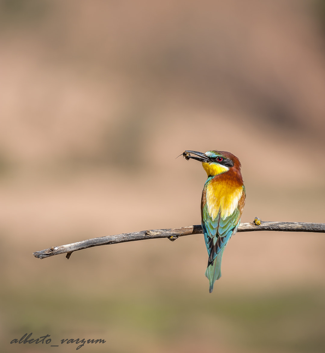 Nikon AF-S Nikkor 200-500mm F5.6E ED VR sample photo. Merops apiaster photography