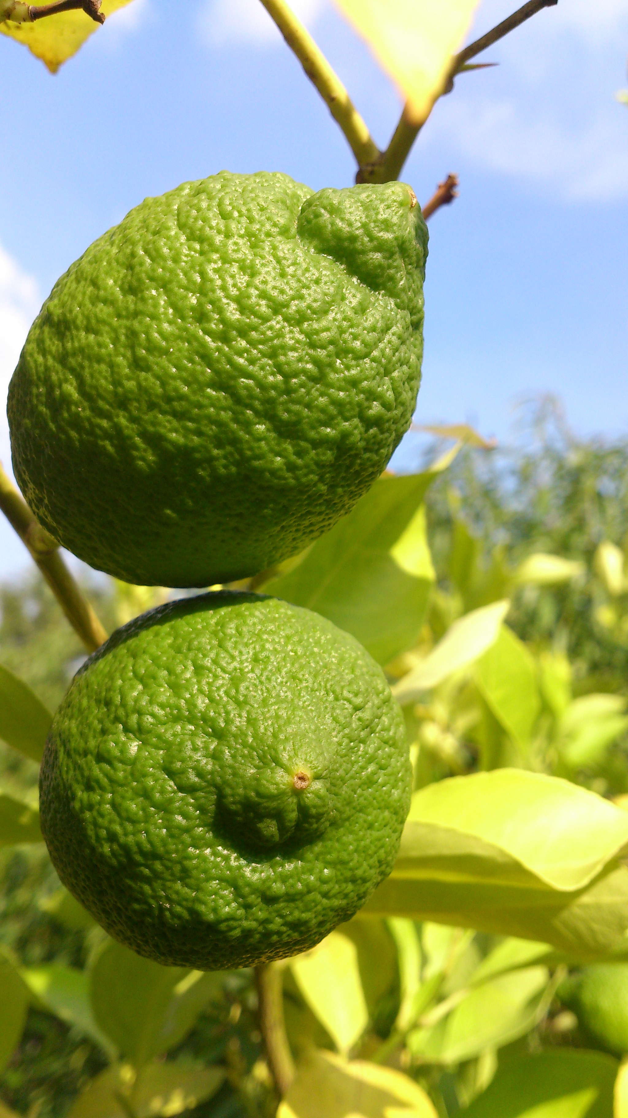 Sony Xperia T sample photo. Green twins photography
