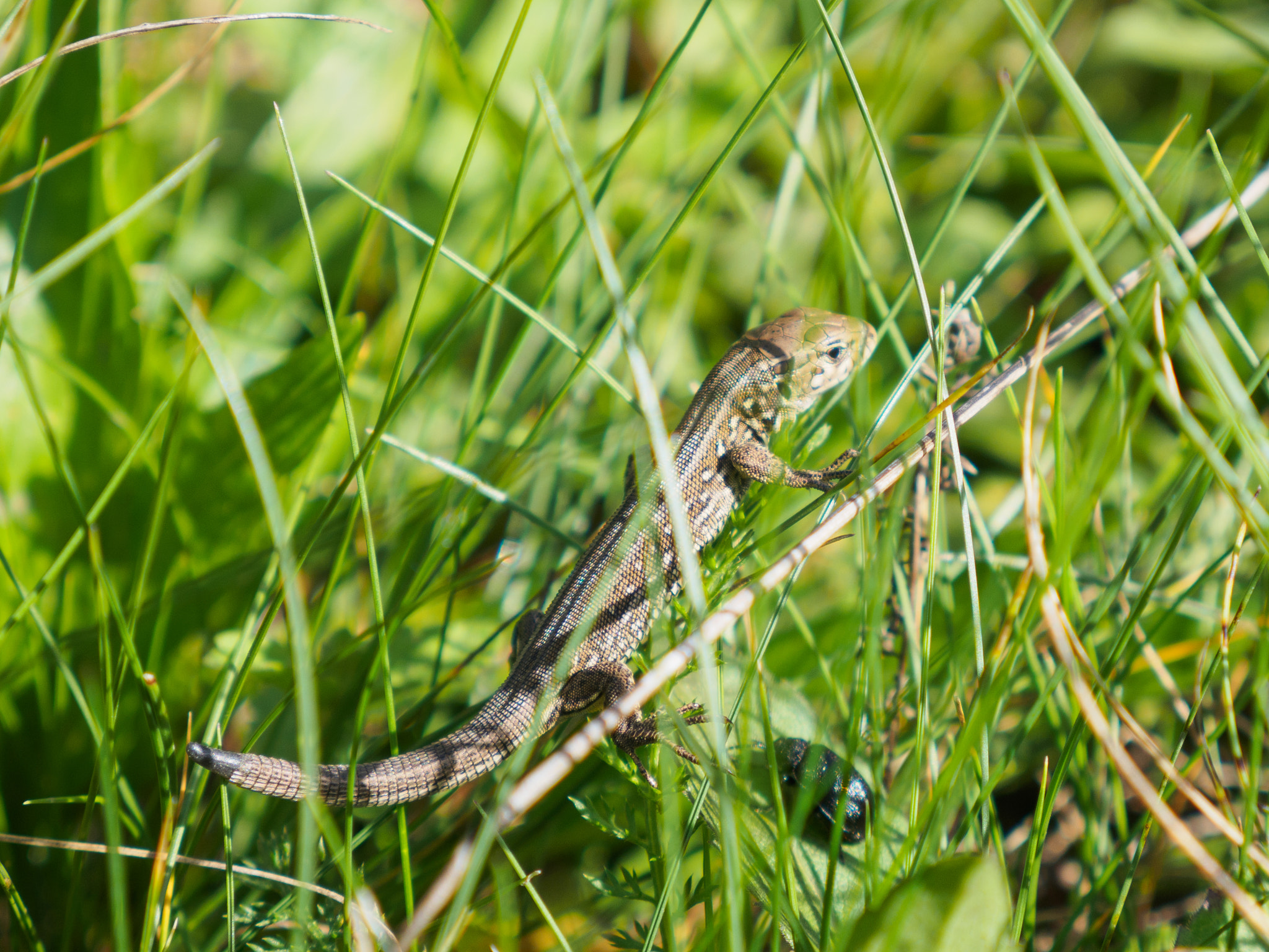 LUMIX G VARIO 14-42/F3.5-5.6 II sample photo. Lizard photography