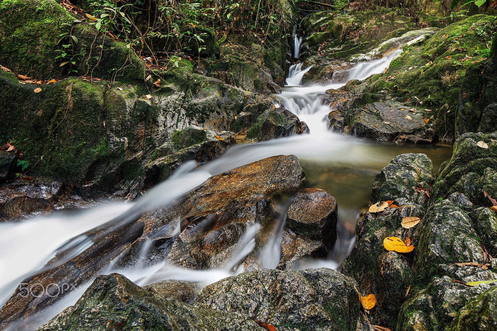 Canon TS-E 24.0mm f/3.5 L II sample photo. Tekala forest reserve, semenyih, malaysia photography